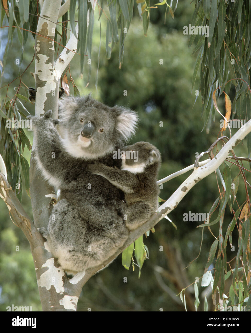 Koala (Phascolarctos cinereus), female and young in tree. Kangaroo Island, South Australia Stock Photo