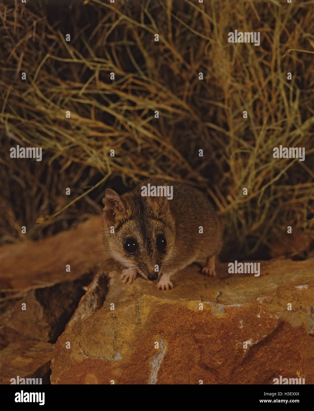 Stripe-faced dunnart  (Sminthopsis macroura) Stock Photo