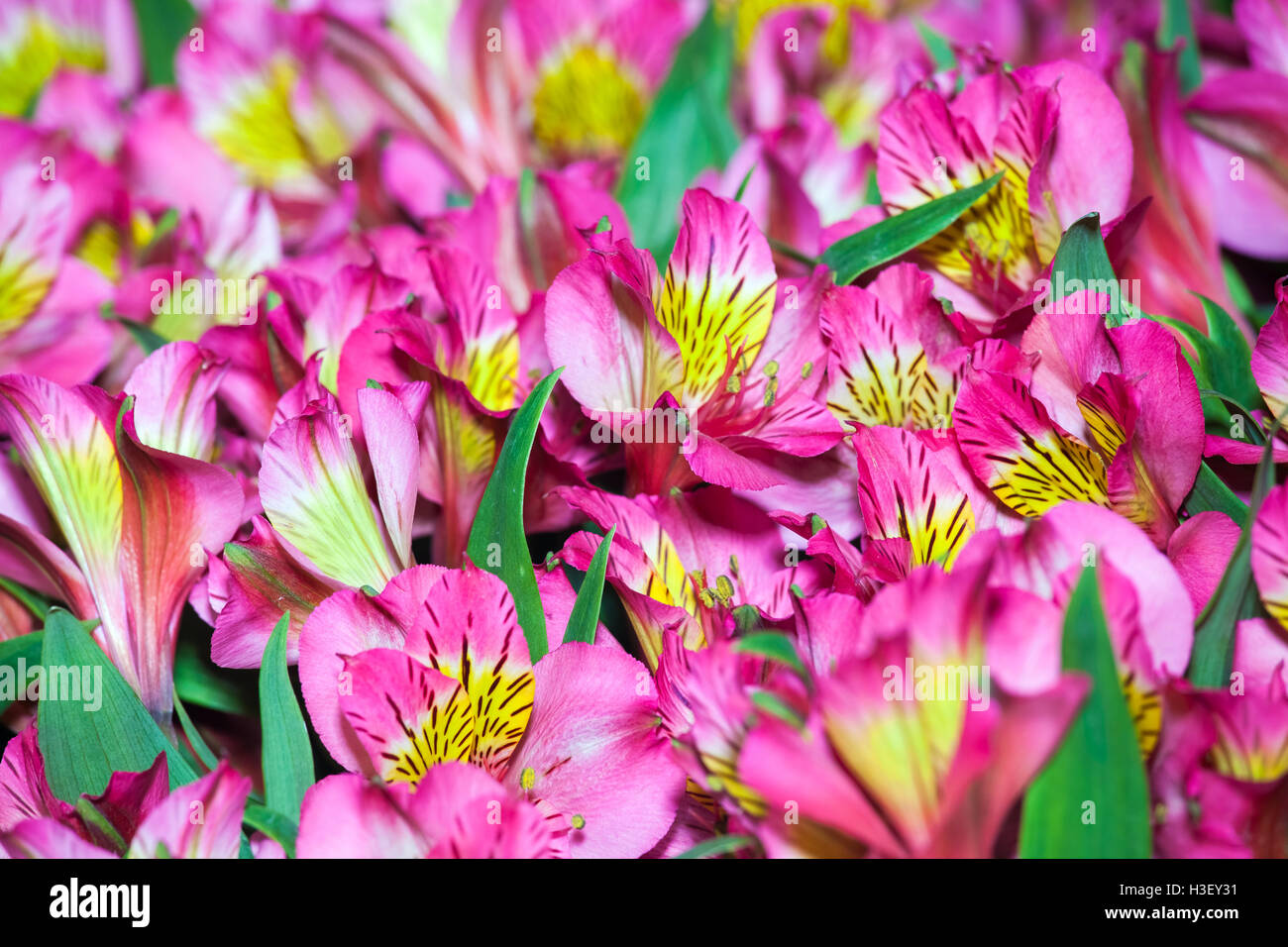 Alstroemeria flowers background Stock Photo - Alamy