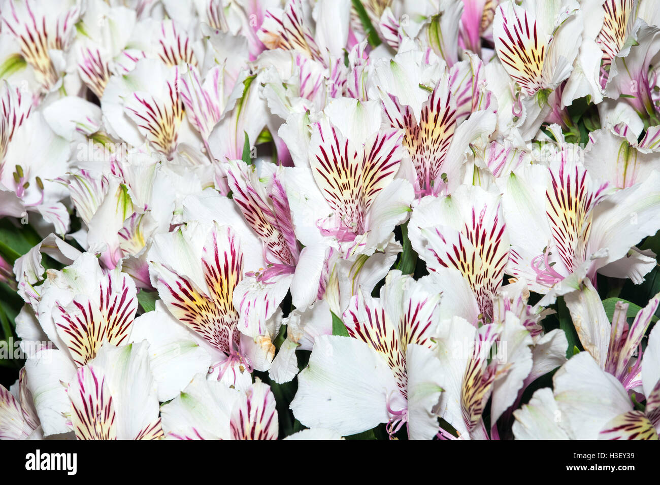 Alstroemeria flowers background Stock Photo - Alamy