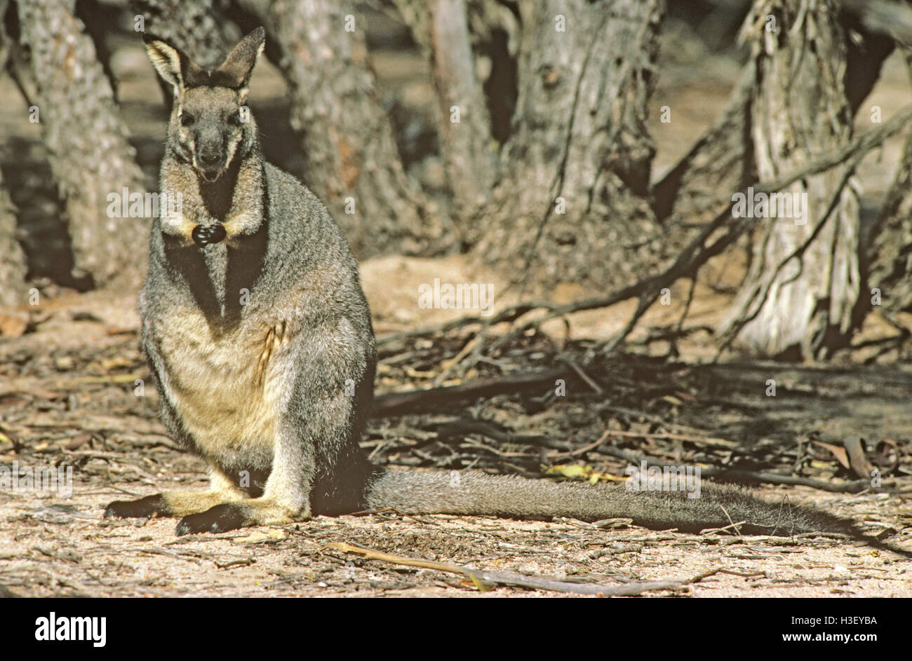 Black striped wallaby hires stock photography and images Alamy