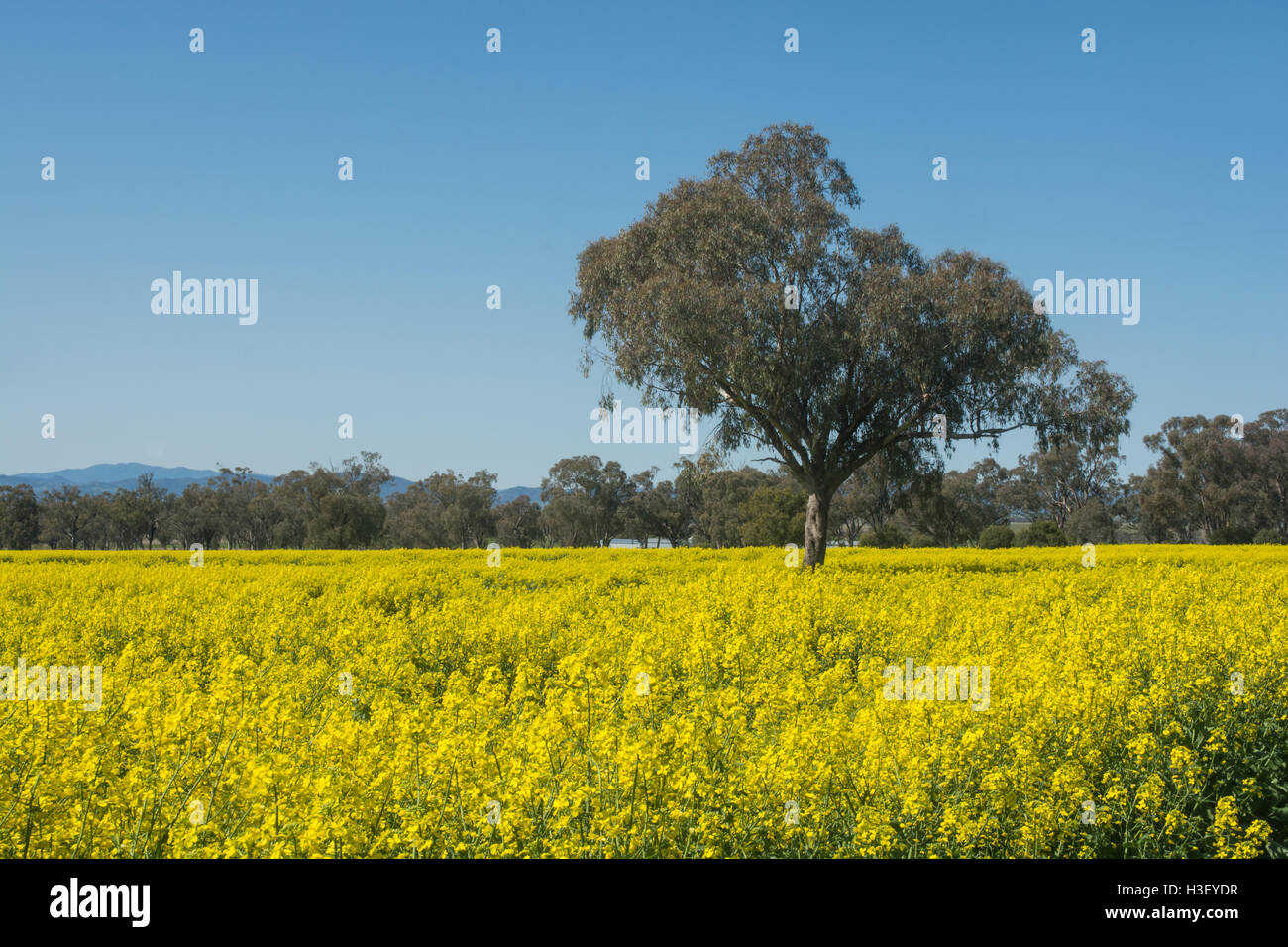 Canola Fields in Northern NSW Australia. Stock Photo