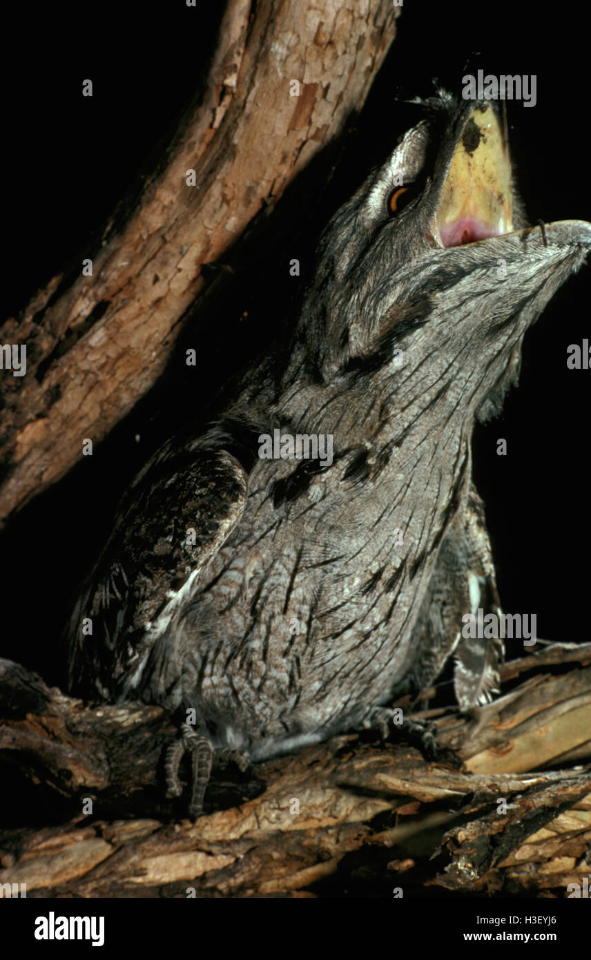 Tawny frogmouth (Podargus strigoides) Stock Photo