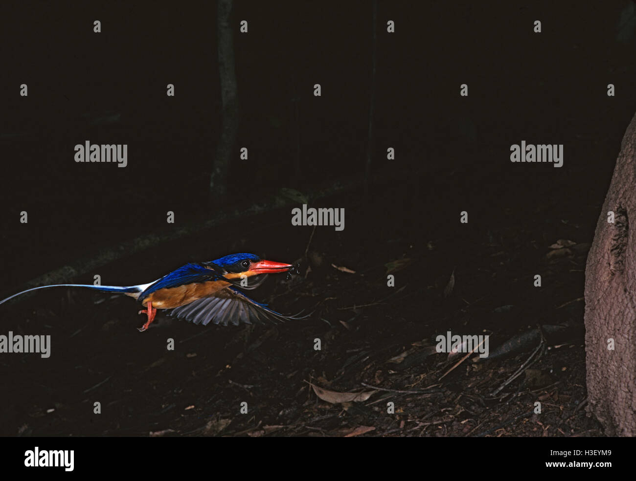 Buff-breasted paradise-kingfisher (Tanysiptera sylvia) Stock Photo