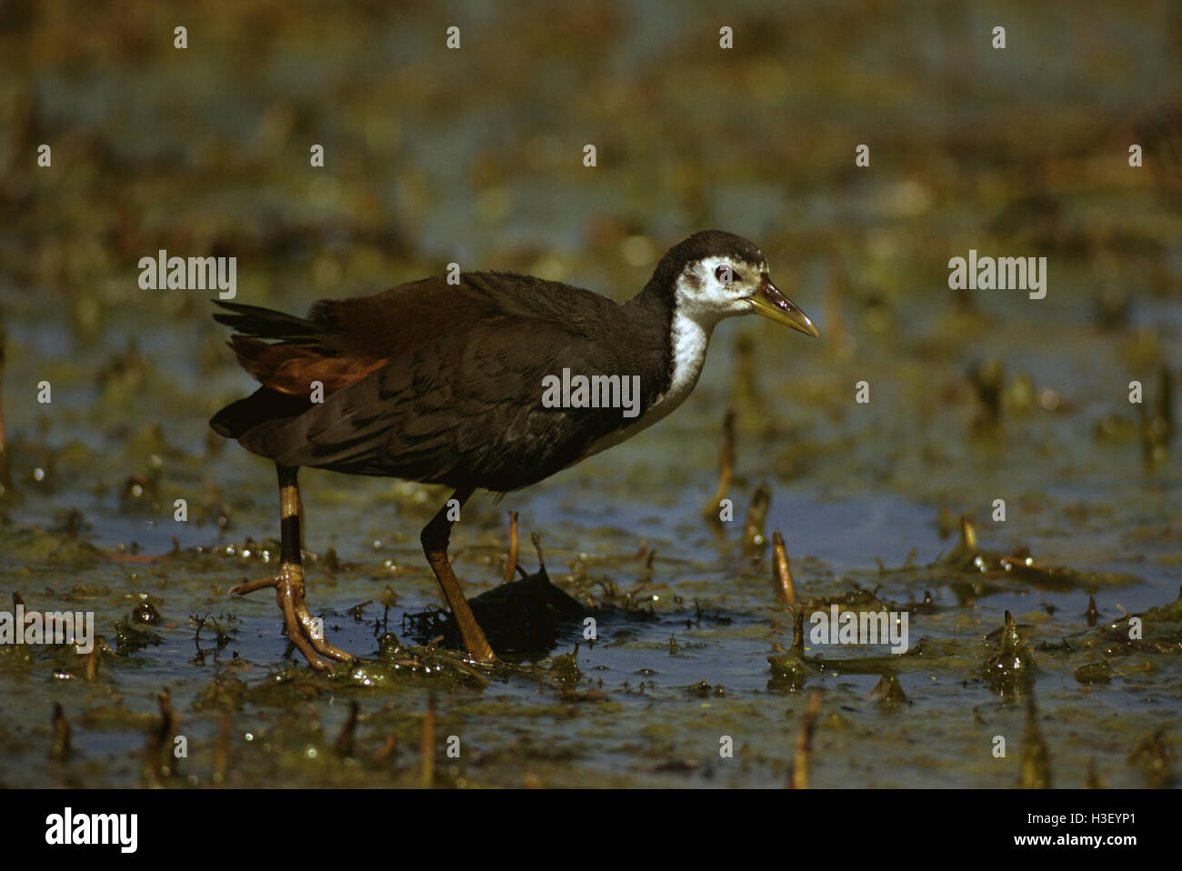 White-breasted waterhen (Amaurornis phoenicurus) Stock Photo
