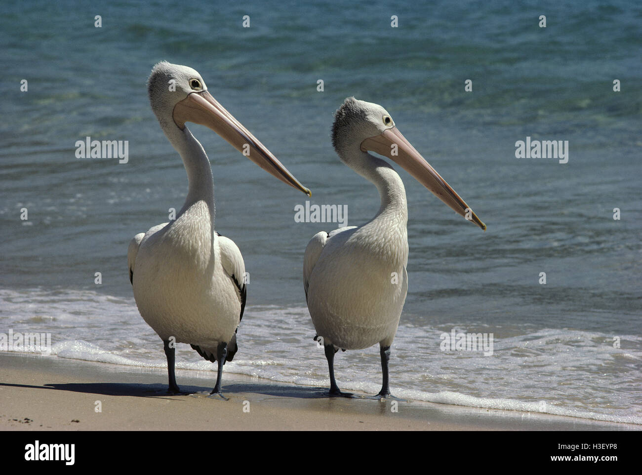 Australian pelican (Pelecanus conspicillatus) Stock Photo