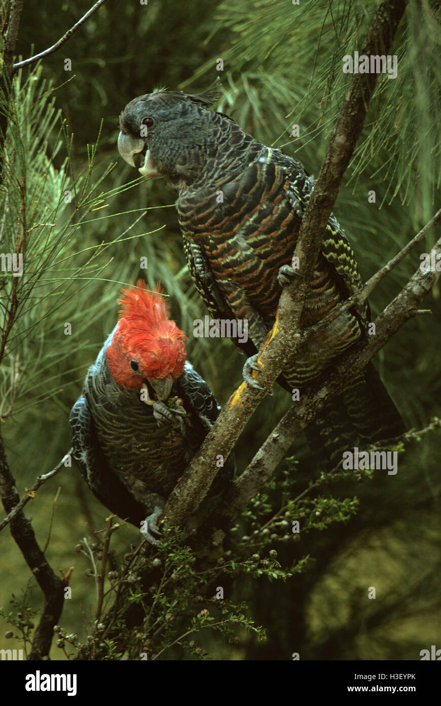 Gang-gang cockatoo (Callocephalon fimbriatum) Stock Photo