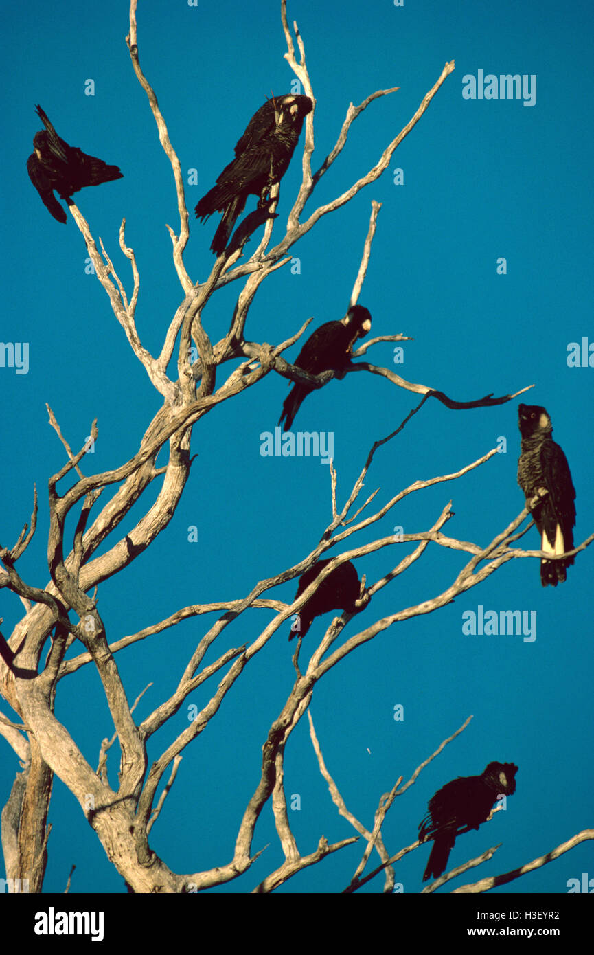 White tailed black cockatoo hires stock photography and images Alamy