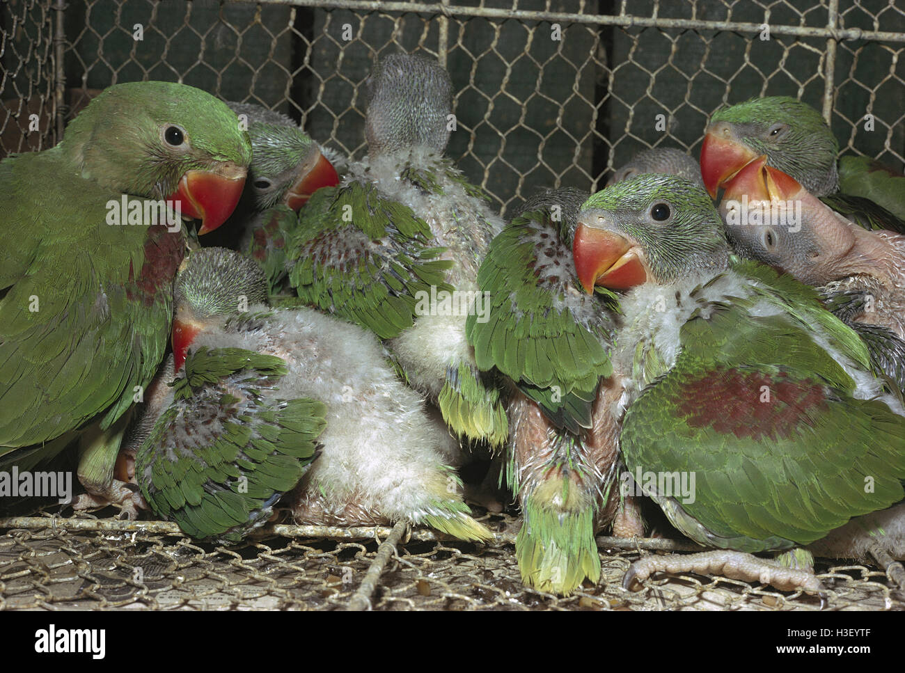 Alexandrine parakeet (Psittacula eupatria) Stock Photo