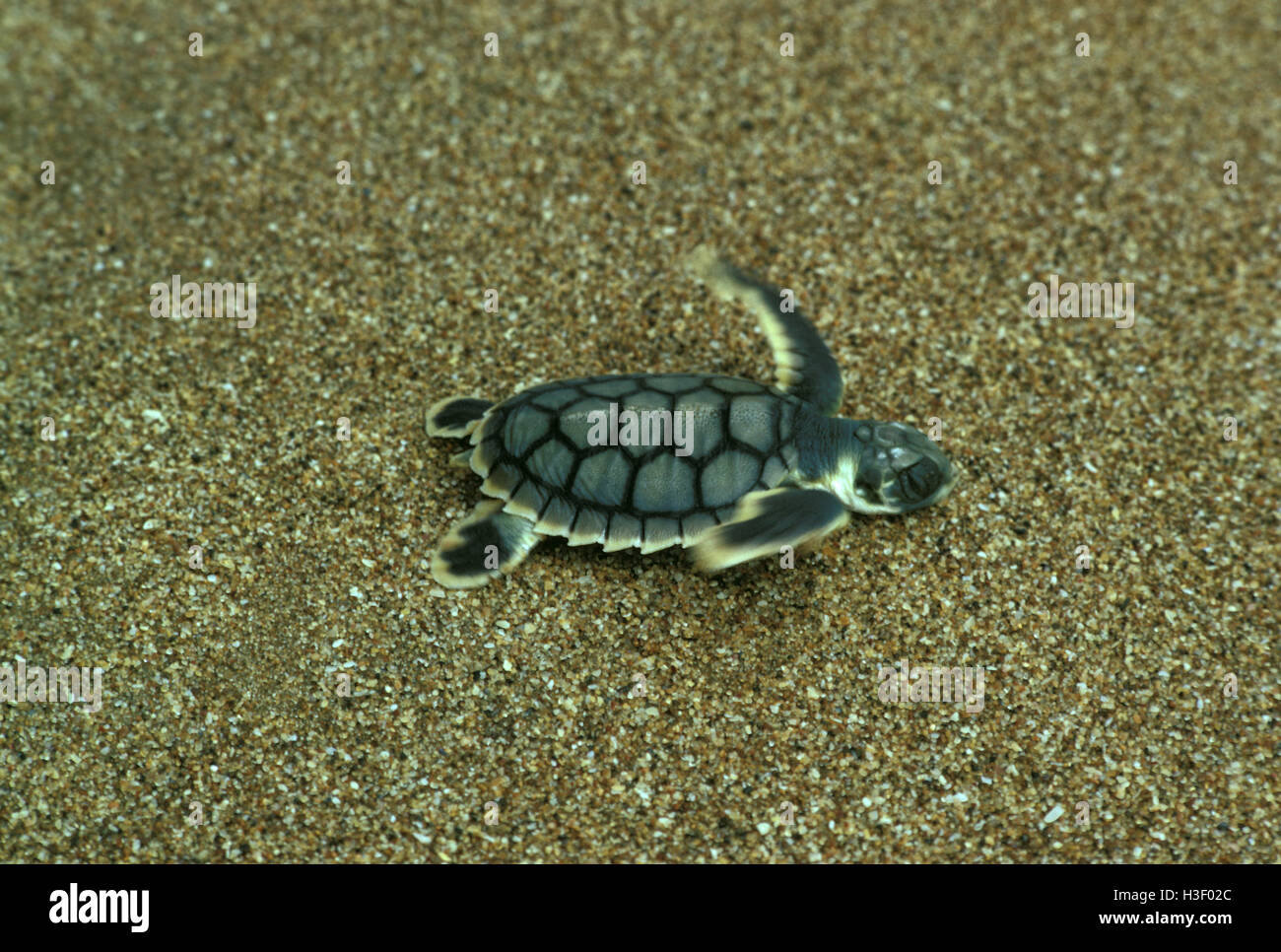 Loggerhead turtle (Caretta caretta) Stock Photo