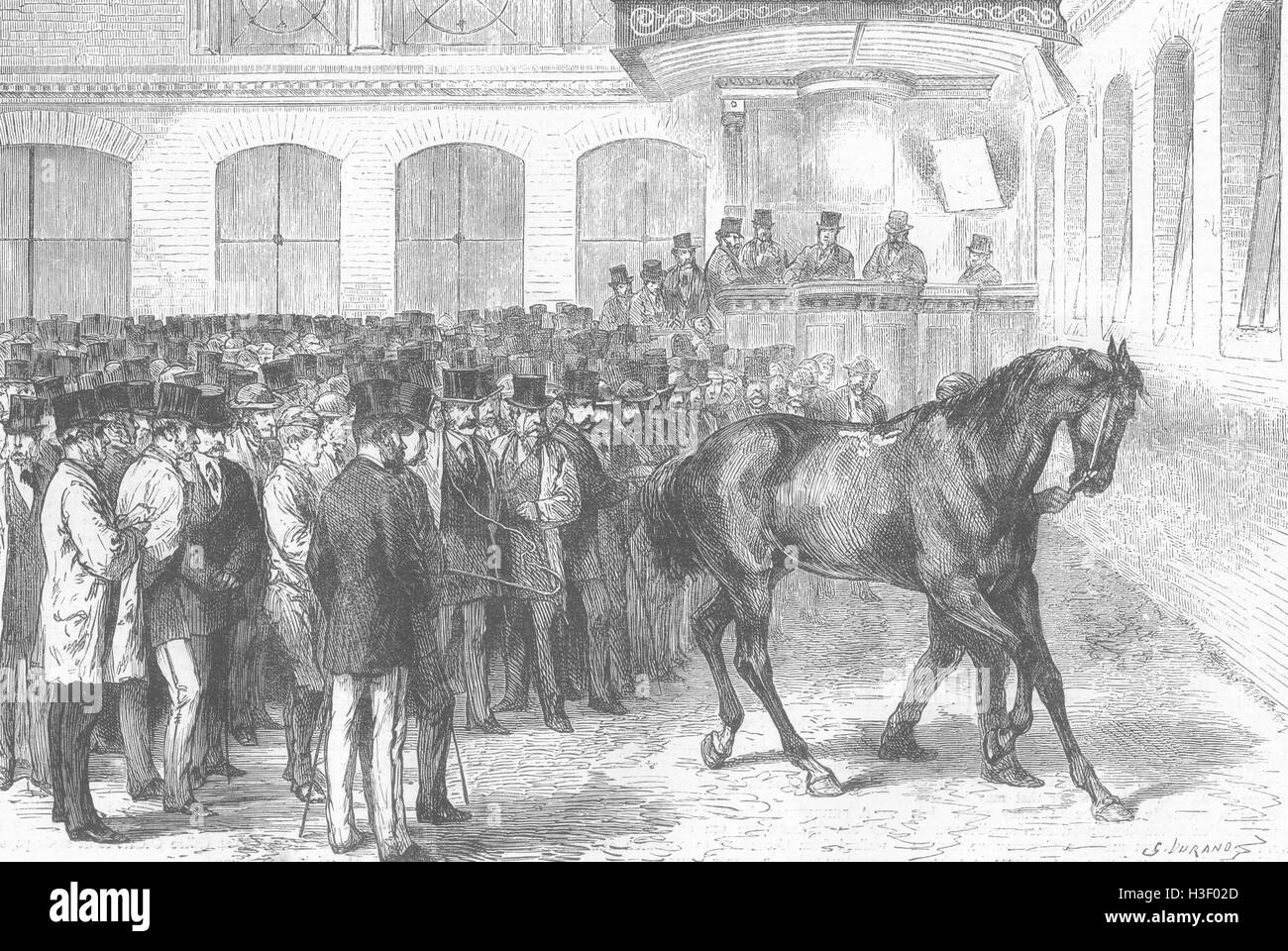 Horse auctions hires stock photography and images Alamy