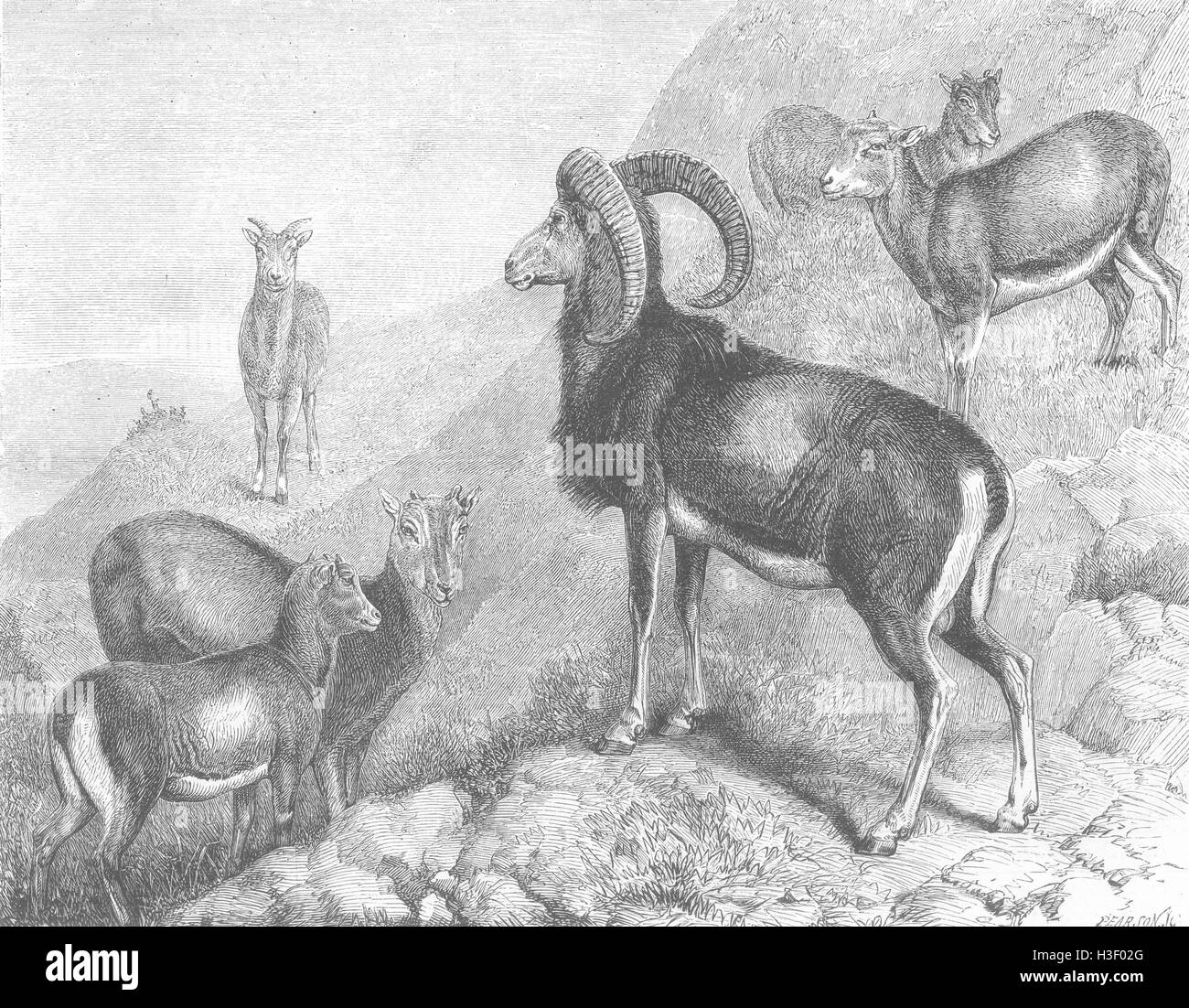 LONDON Notes, zoo-Corsican Moufflons 1872. The Graphic Stock Photo