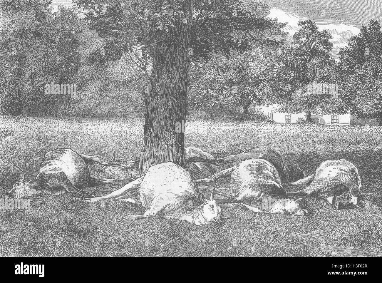 SUFFOLK Cattle struck by lightning, Bury St Edmunds 1872. The Graphic Stock Photo