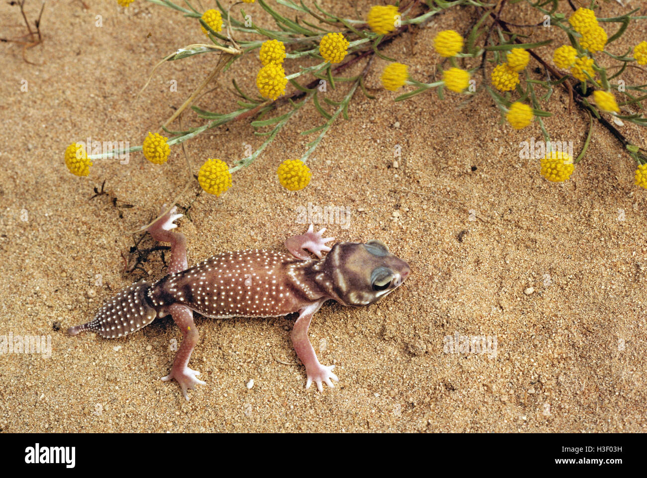 Smooth knob-tailed gecko (Nephrurus levis occidentalis) Stock Photo