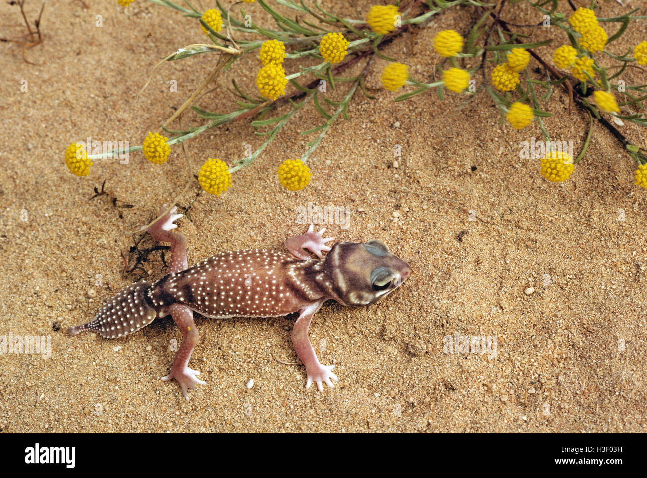 Smooth Knob tailed Gecko Nephrurus Levis Occidentalis Stock Photo Alamy Smooth Knob tailed Gecko Nephrurus Levis Occidentalis Stock Photo Alamy