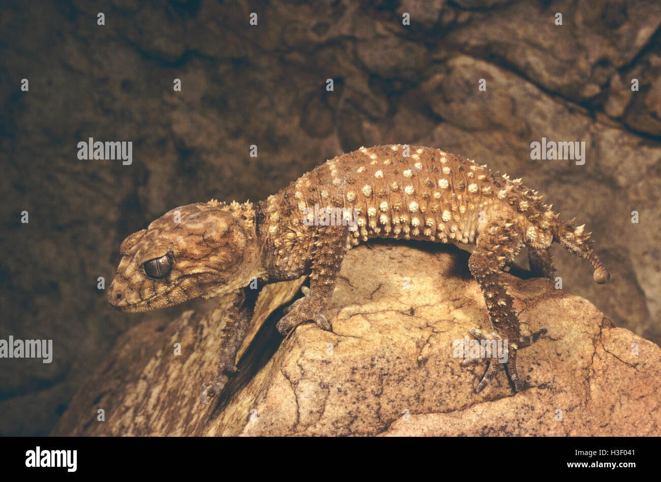Spiny knob-tailed gecko (Nephrurus asper) Stock Photo