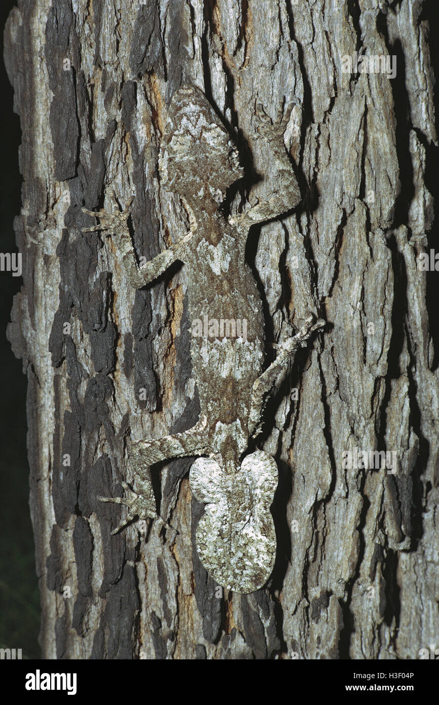 Northern leaf-tailed gecko (Saltuarius cornutus) Stock Photo