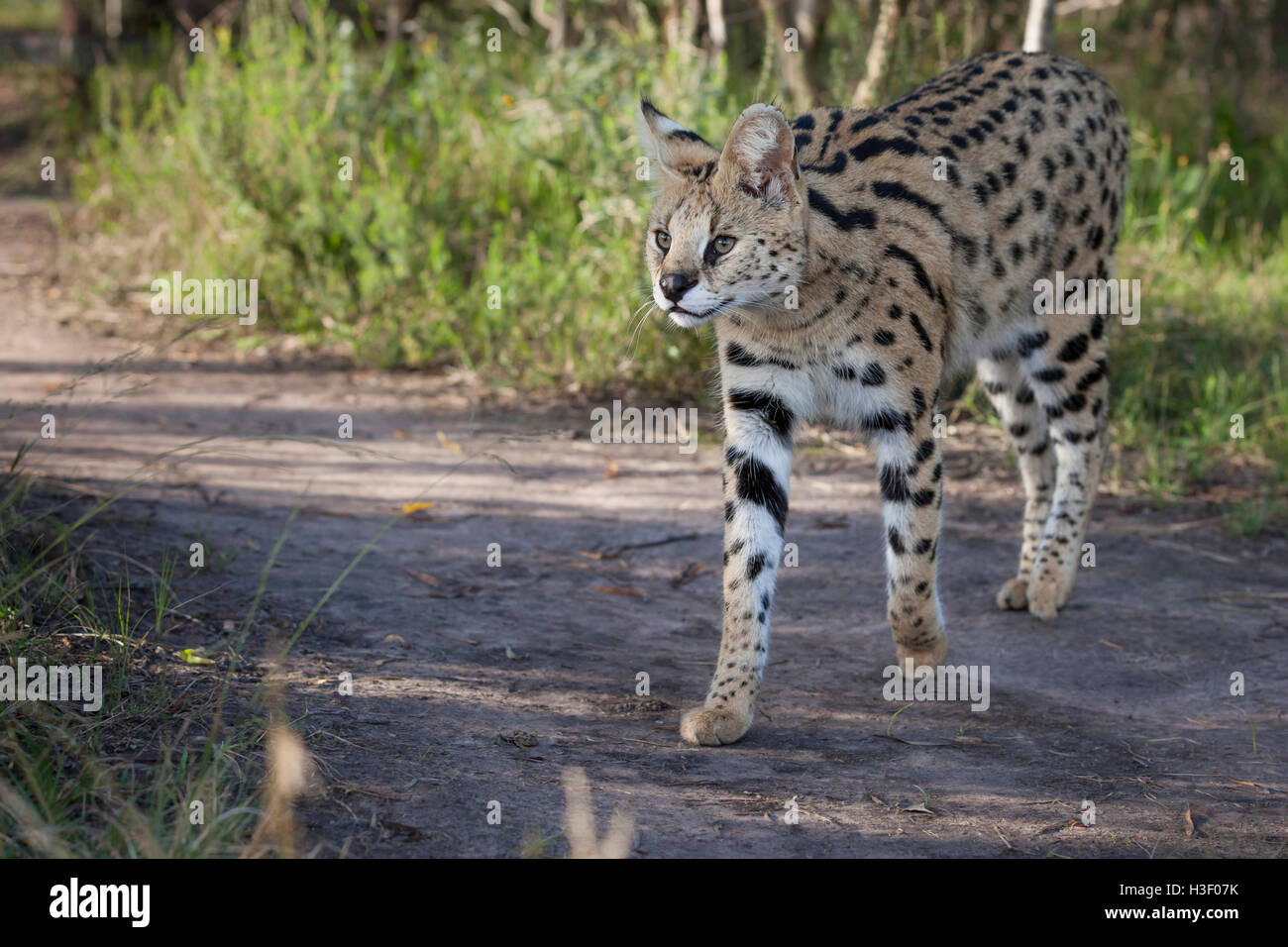 A serval,  common wild cat in southern africa. (photographed in wildlife sanctuary). Stock Photo
