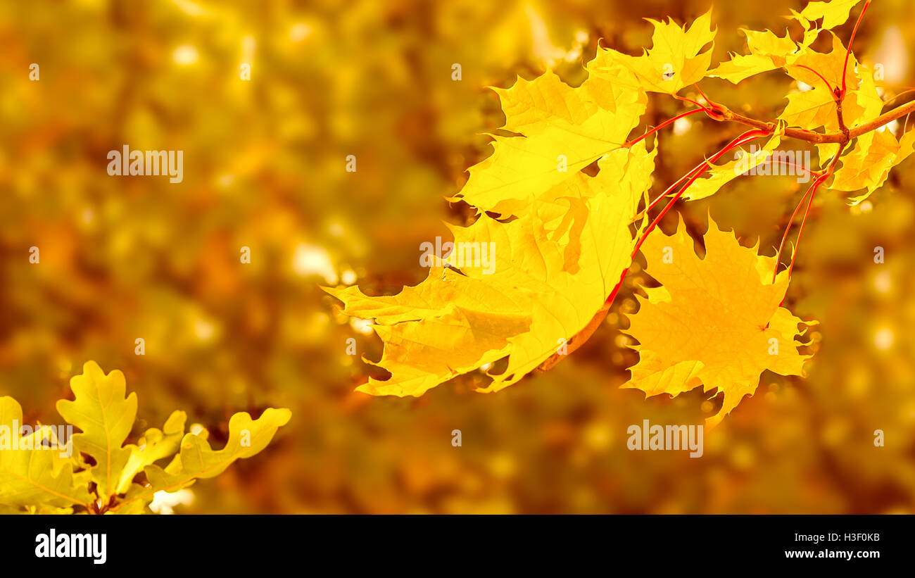 Maple branch with yellow leaves on fall background copy space. Fall leaves background. Stock Photo