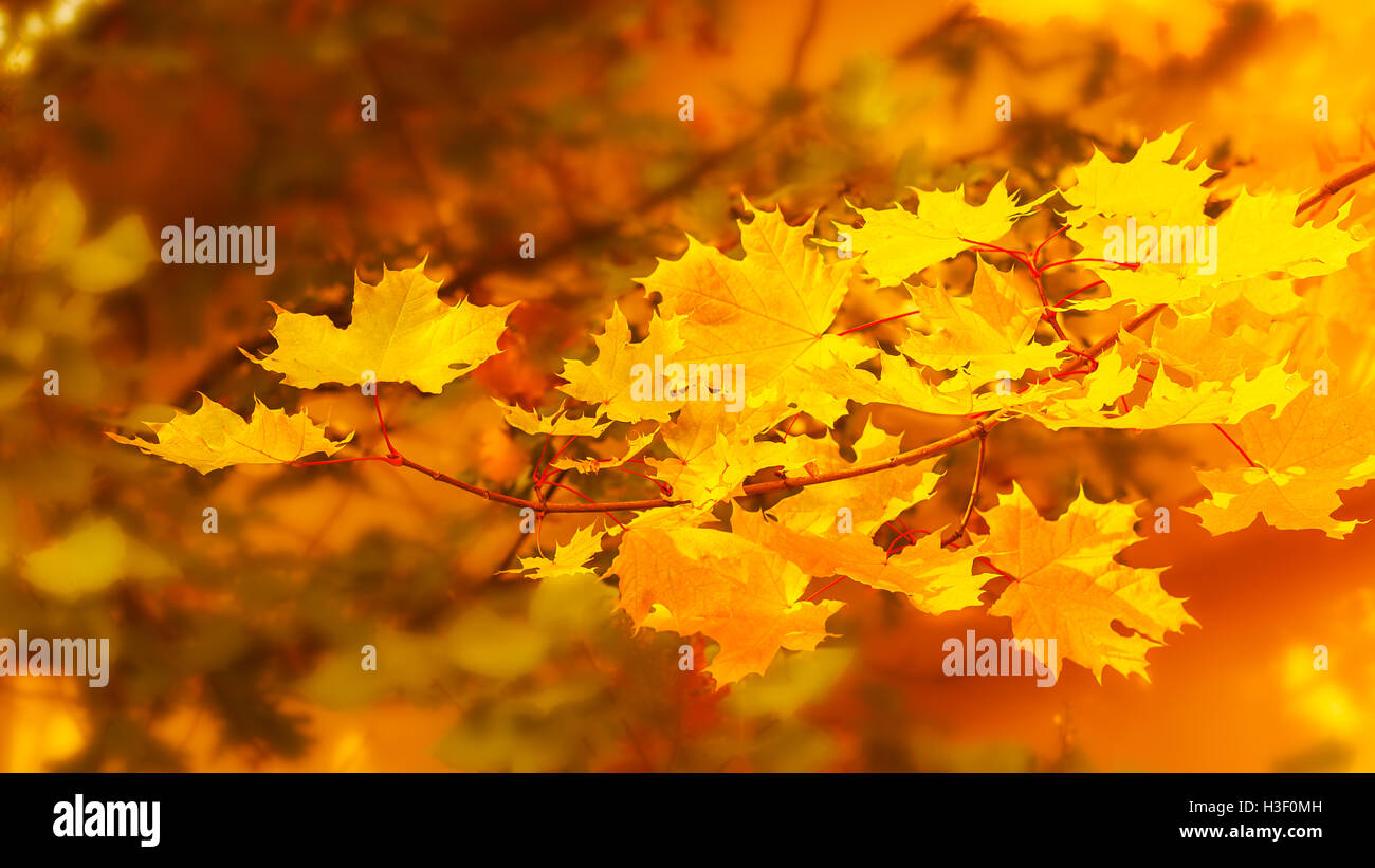 Yellow maple branch on fall background . Fall leaves background. Stock Photo