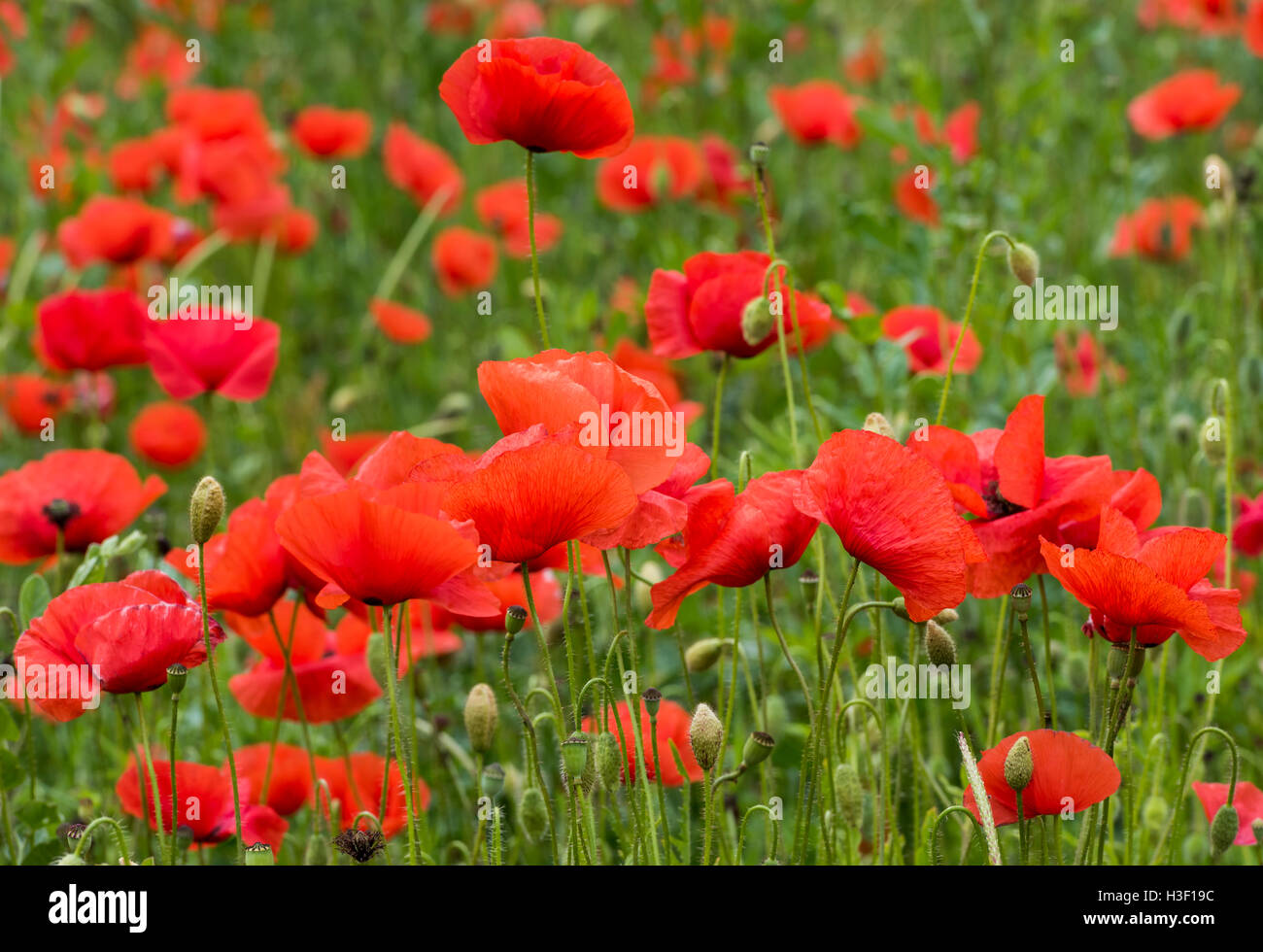 Poppy Field bloom in summer in Piedmont, Italy Stock Photo