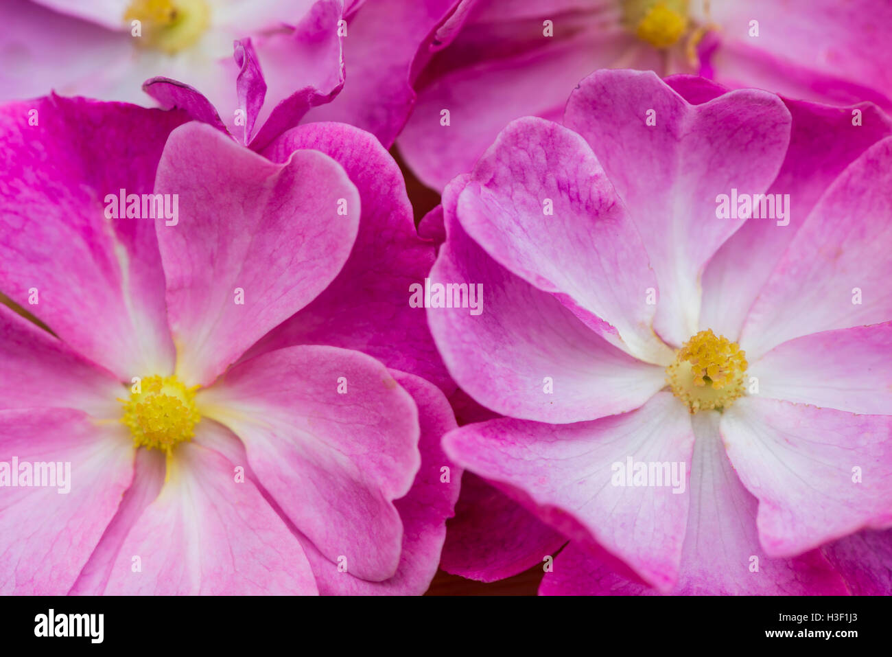 Detail of two pink rose flowers. Stock Photo