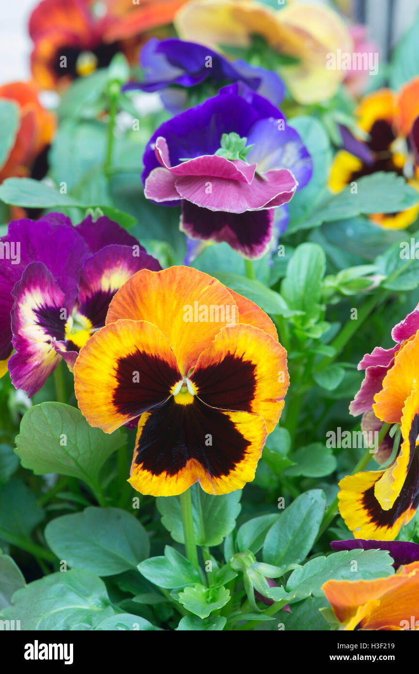 Pansy matrix 'northern lights' flowers Stock Photo