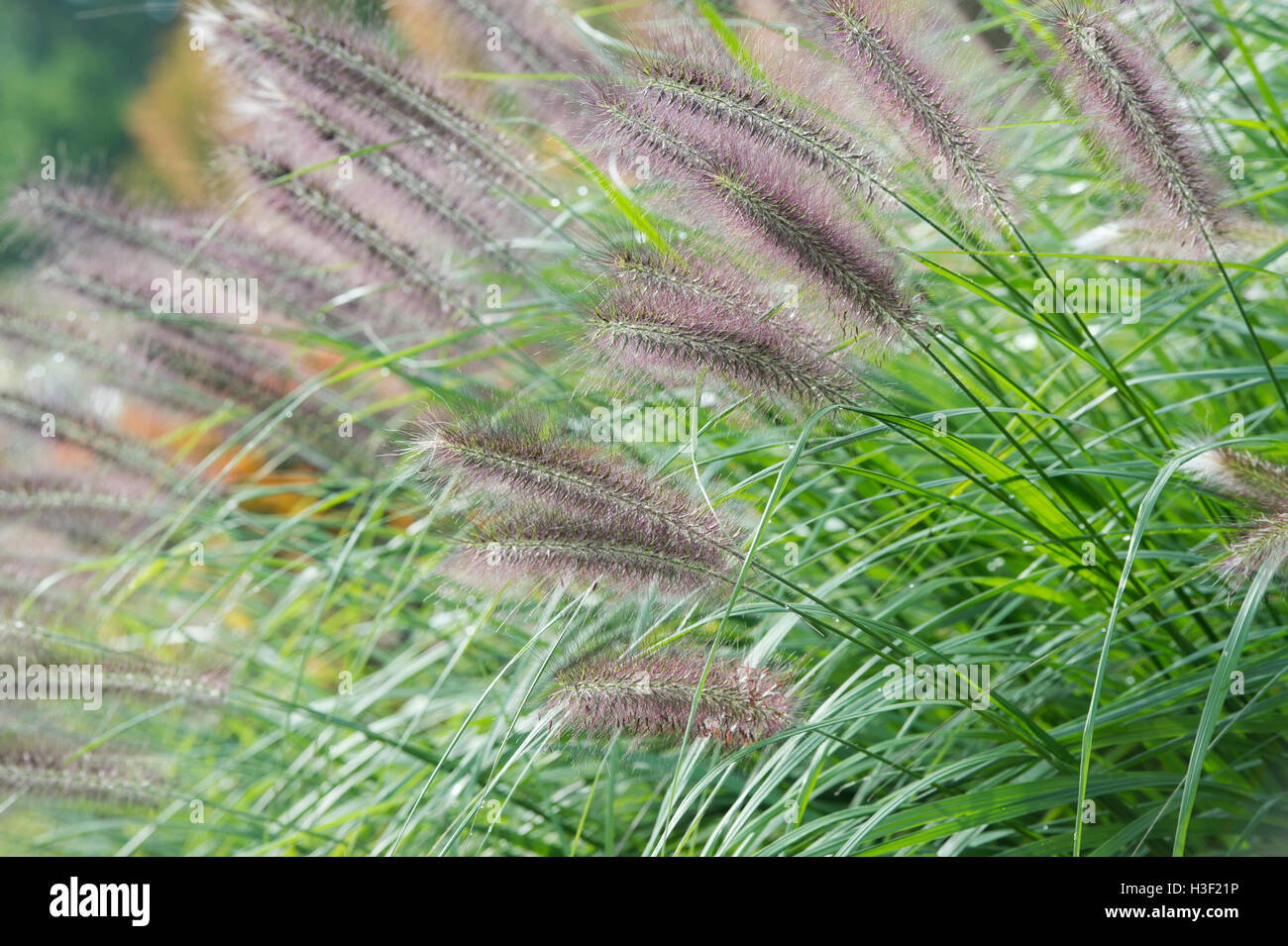 Pennisetum alopecuroides 'Hameln'. Chinese fountain grass 'Hameln' Stock Photo