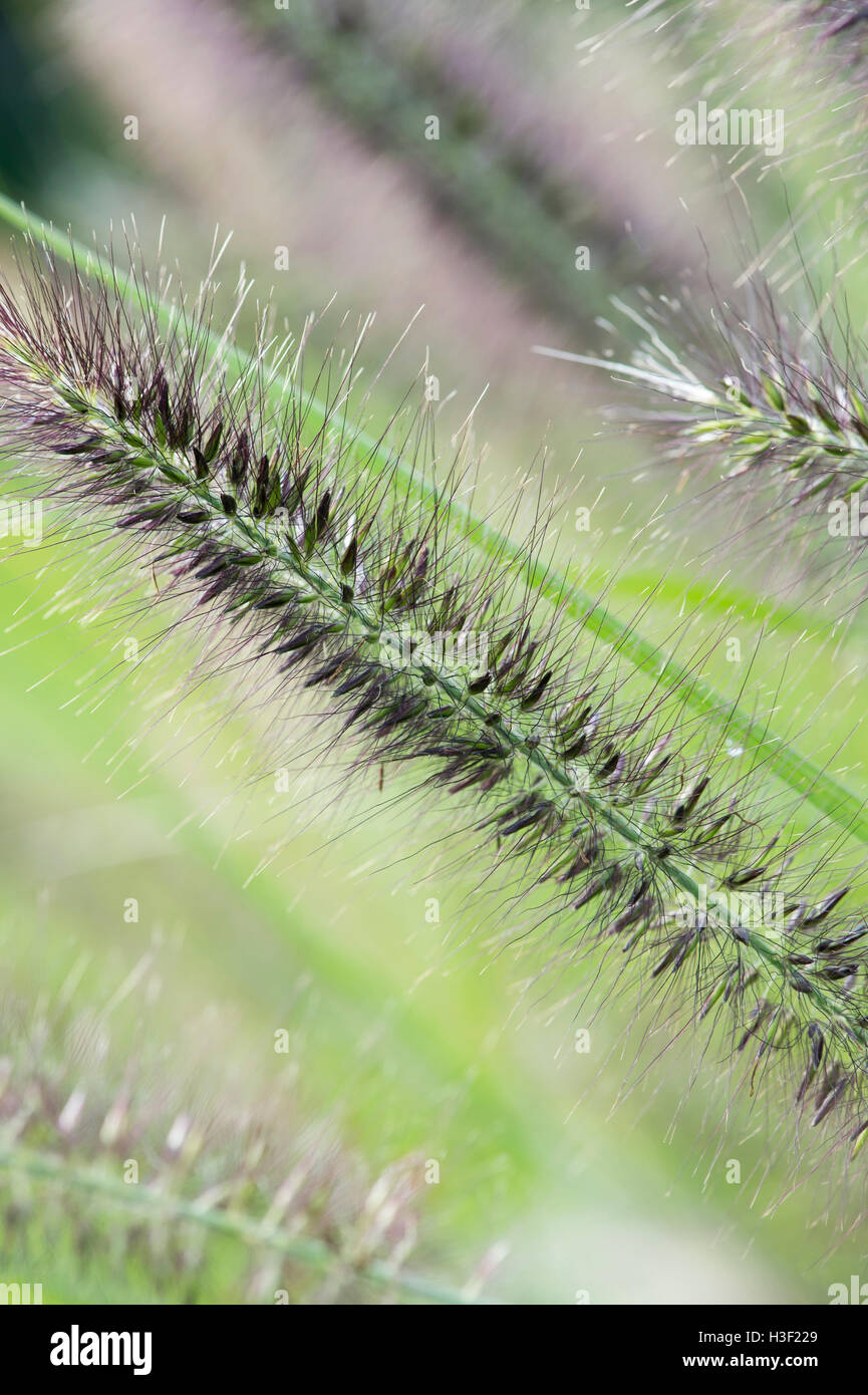 Pennisetum alopecuroides 'Hameln'. Chinese fountain grass 'Hameln' Stock Photo