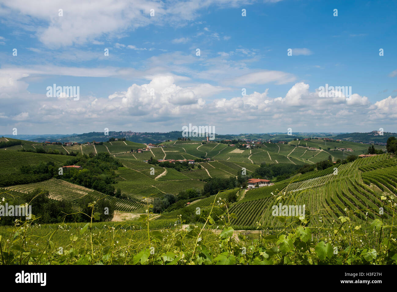 Vineyards And Hills Of Barbaresco Piedmont Italy Stock Photo Alamy