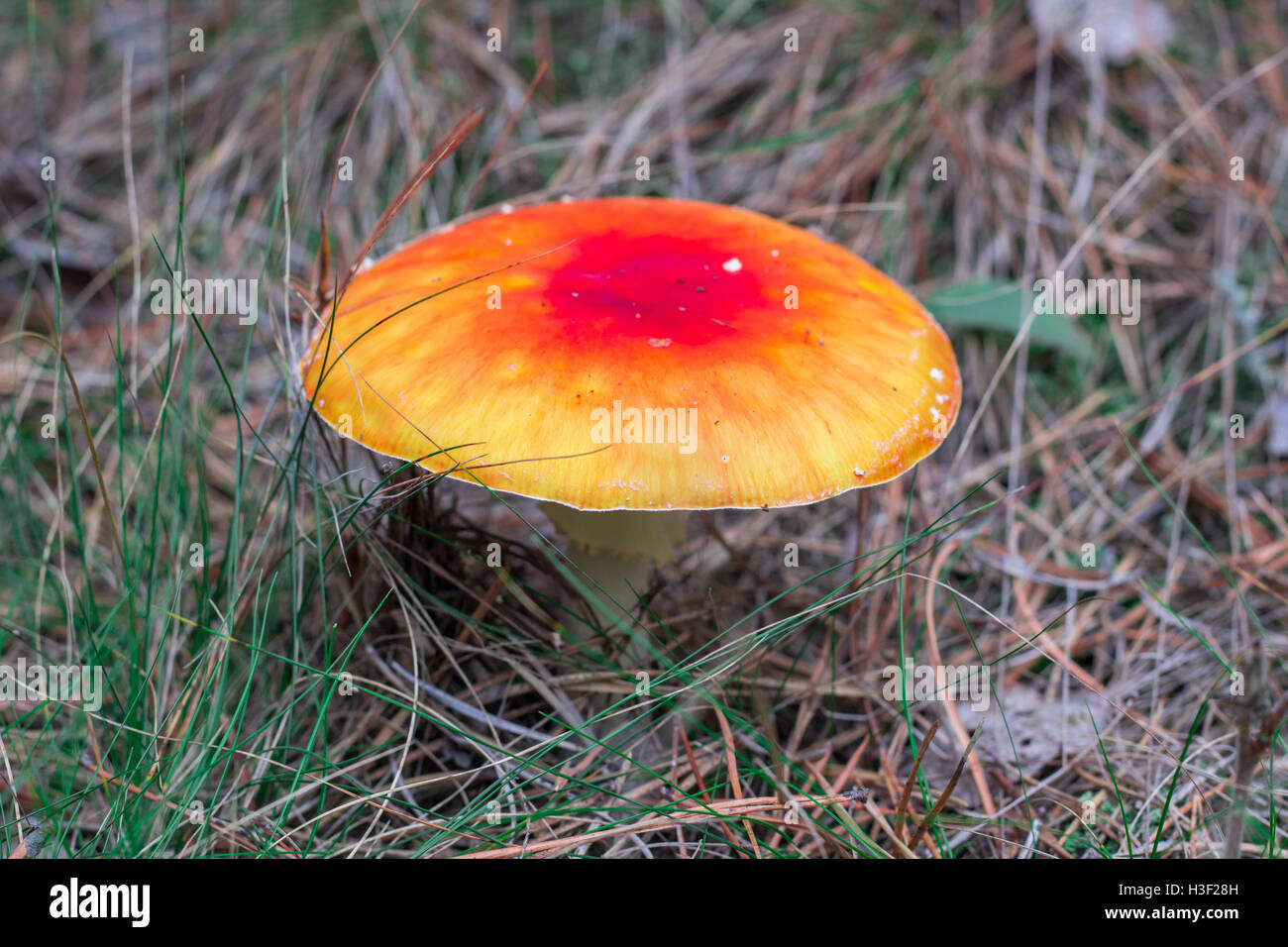 Deadly toxic poison mushroom red fly-agaric blusher in autumn contiferous forest Stock Photo