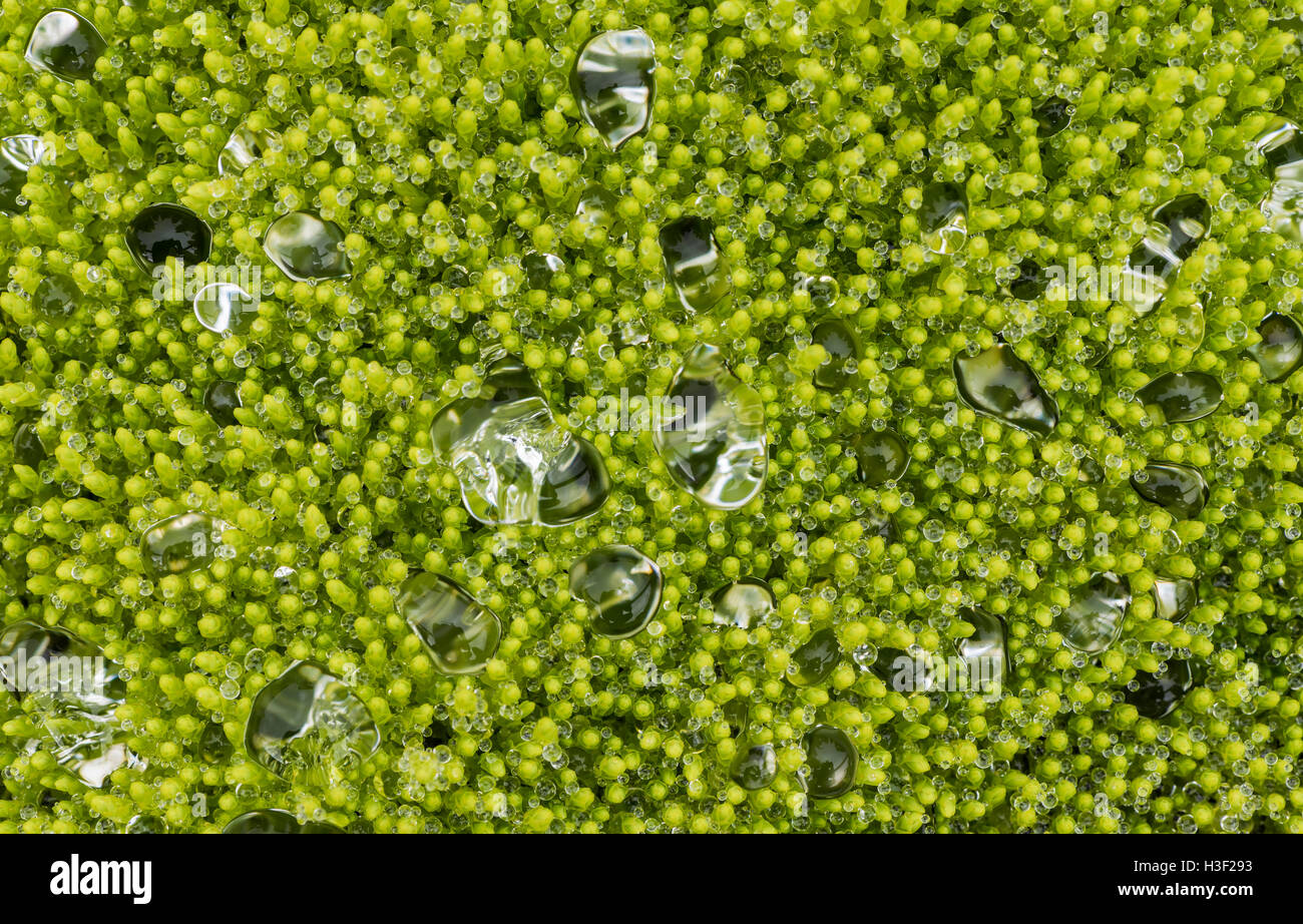 Waterdrops on moss on Iceland. Stock Photo
