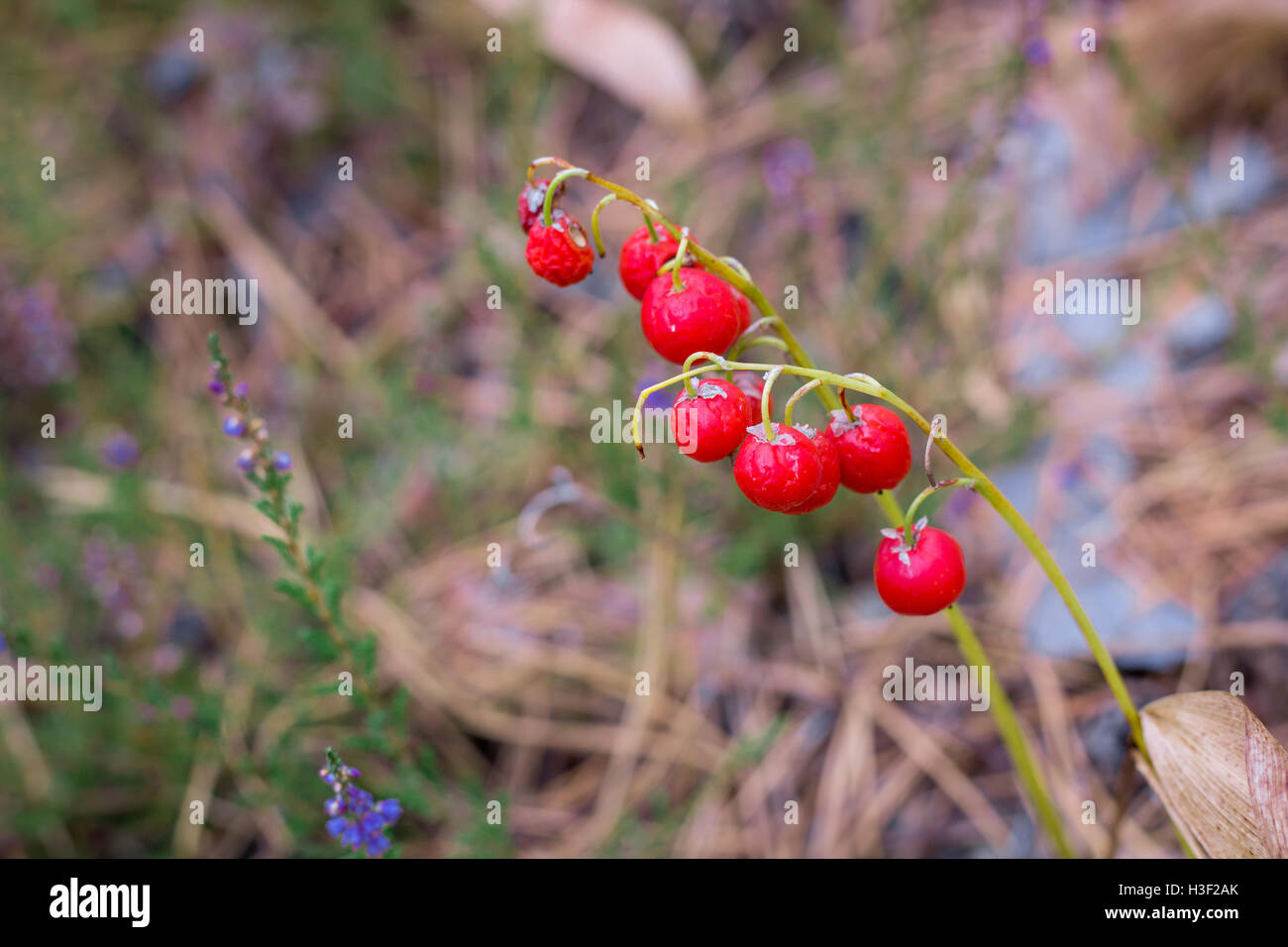 Red berries of lilyofthevalley in autumnal coniferous forest ground