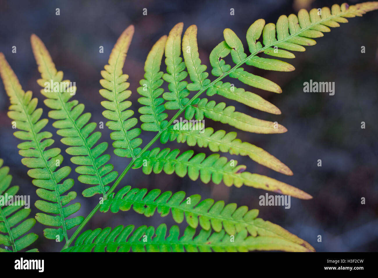 Natural diagonal structure of textured and ornamental green fern bracken leaf Stock Photo