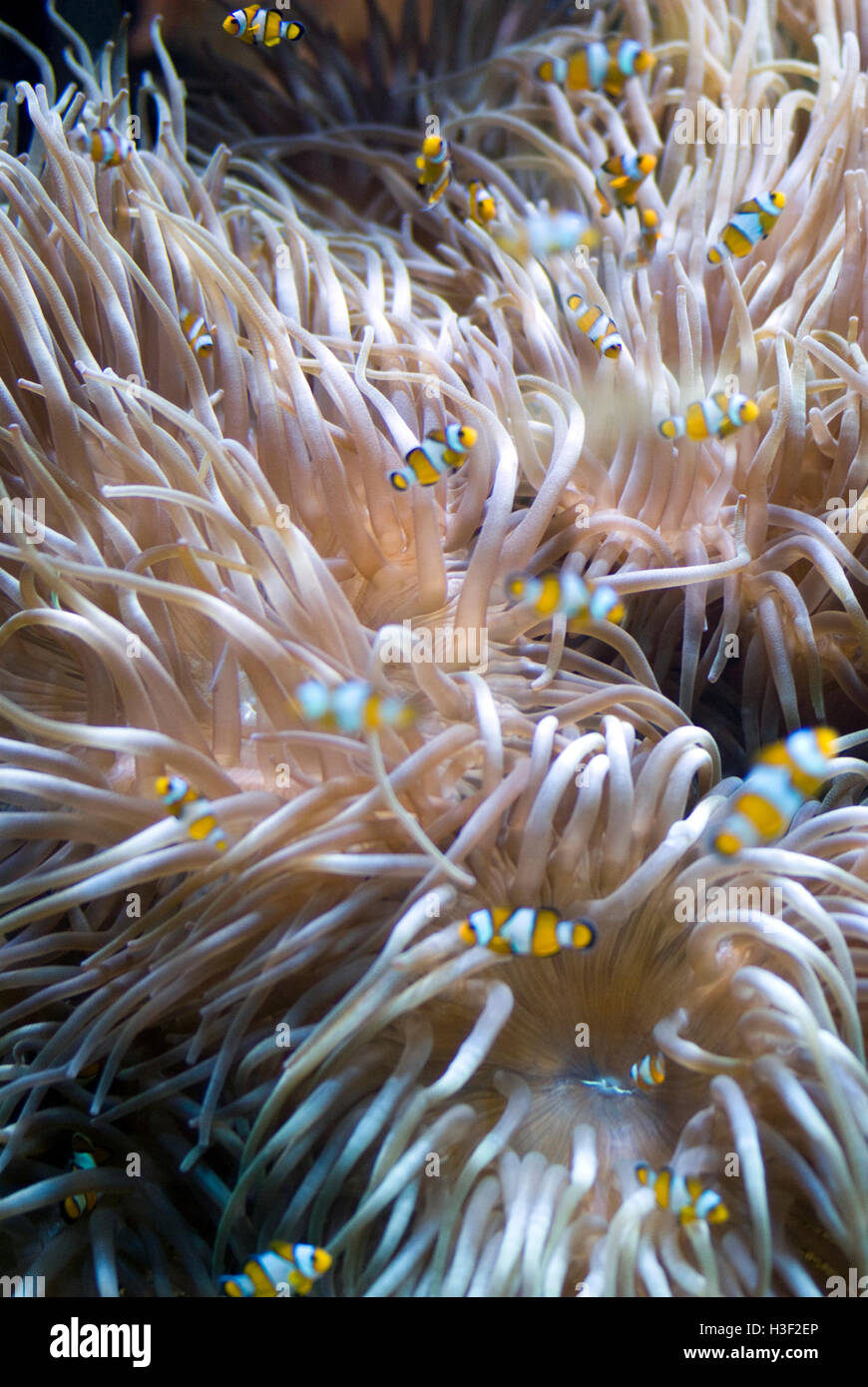 Sea Anemone Stock Photo