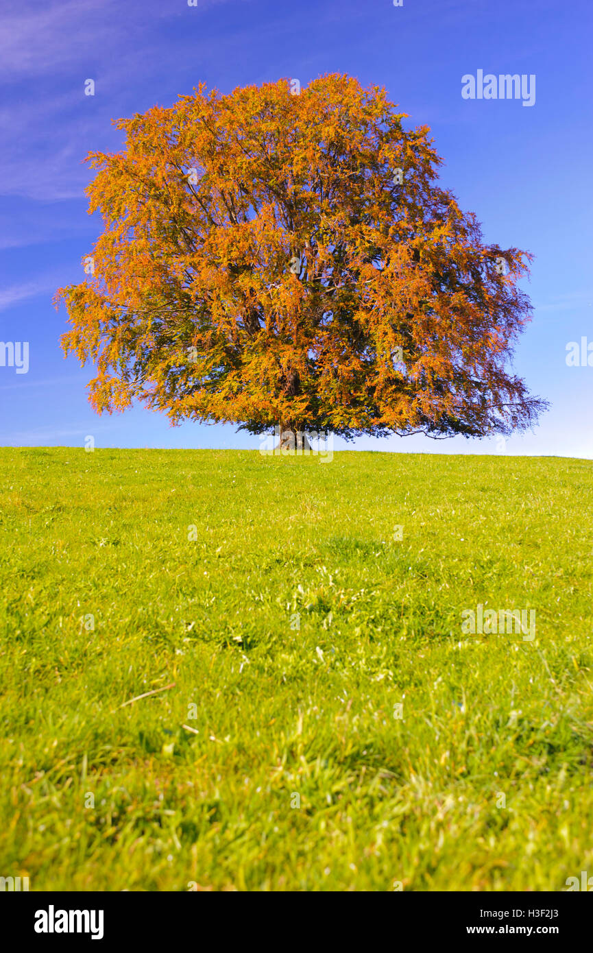 Single large deciduous tree hi-res stock photography and images - Alamy