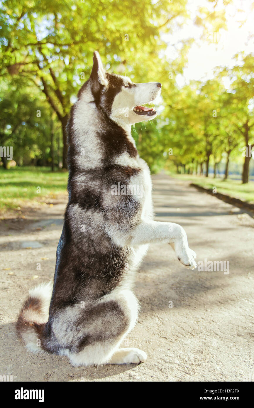 Gray husky dog standing on hires stock photography and images Alamy