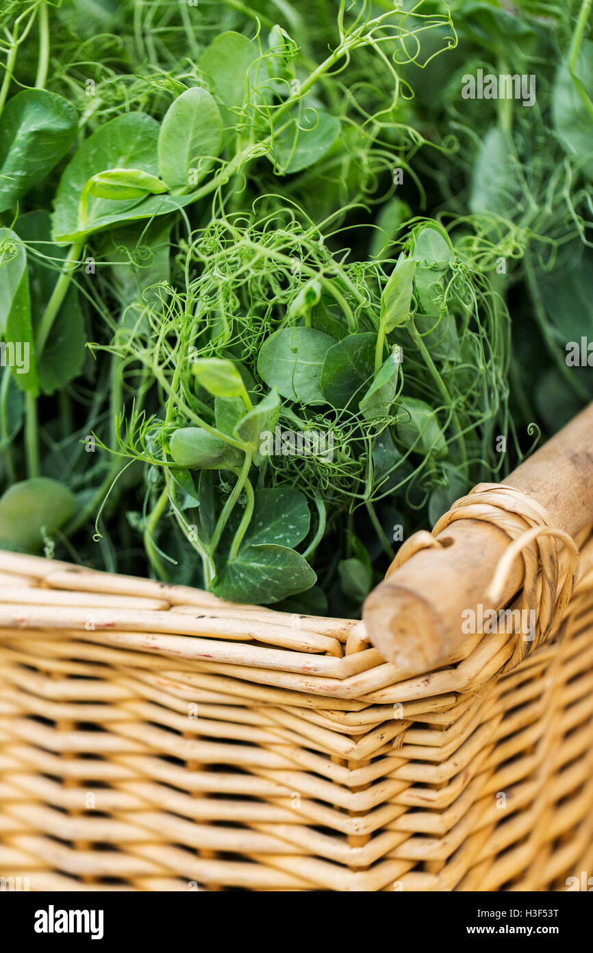 close up of pea or bean seedling in wicker basket Stock Photo