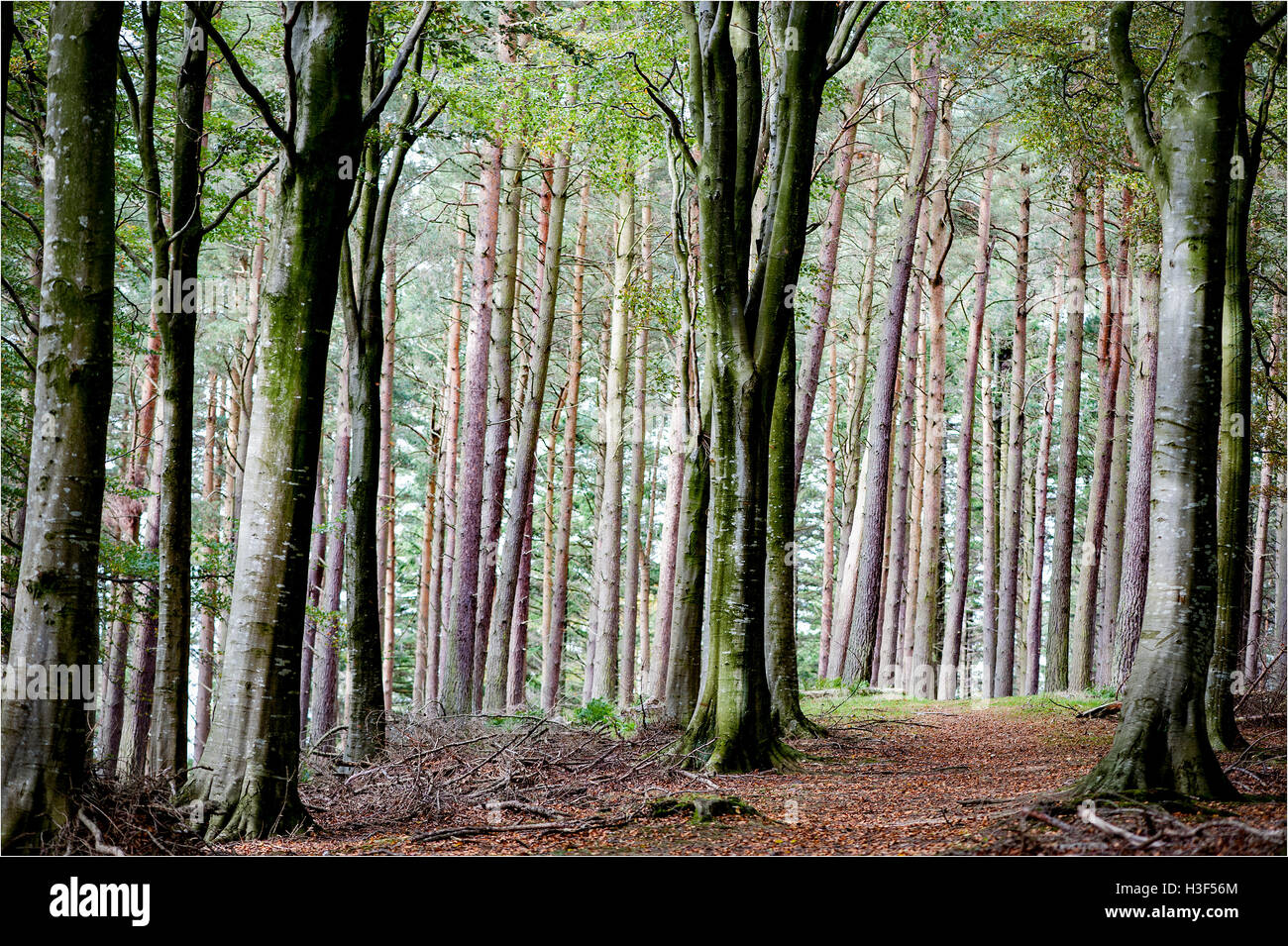 Trees in different seasons Stock Photo - Alamy