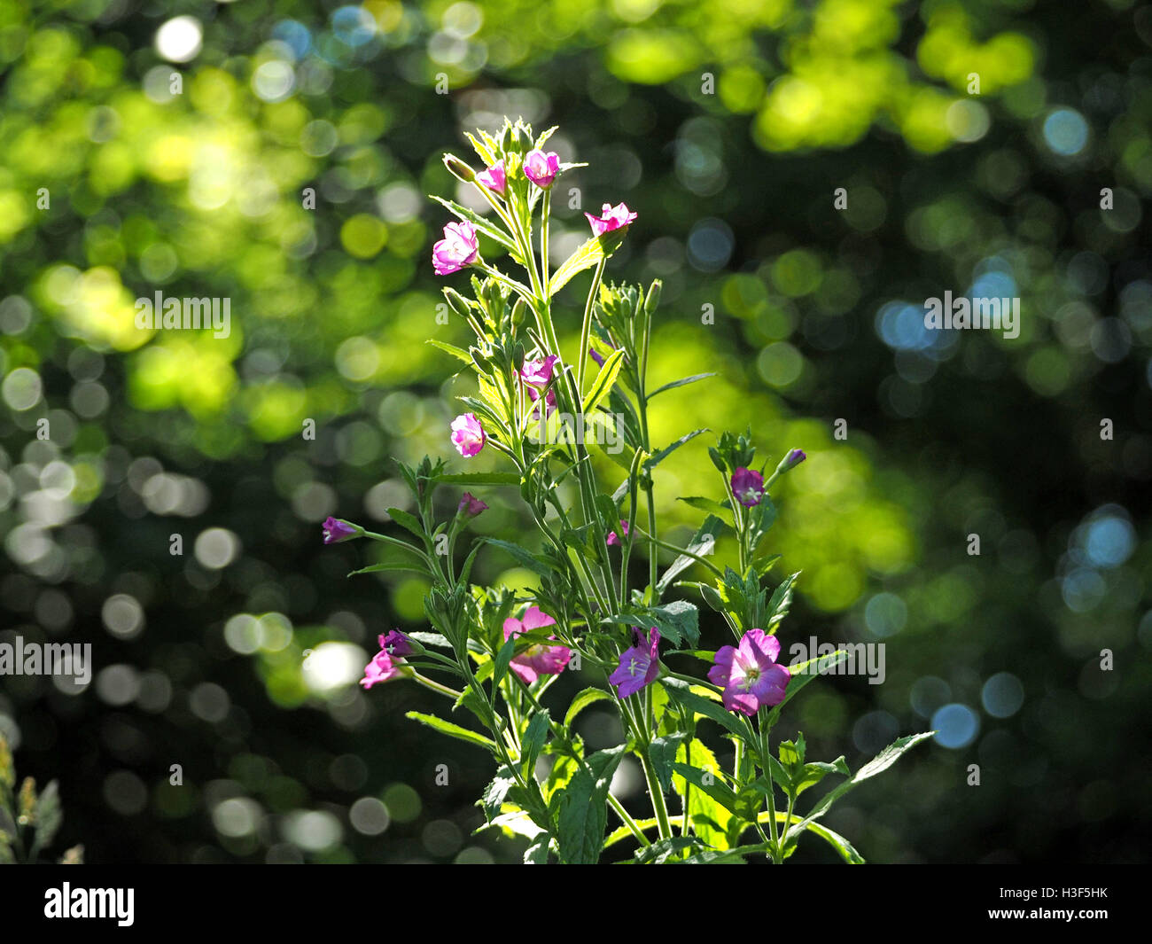 rosebay willowherb flowering in sunshine with defocussed verdant background Stock Photo
