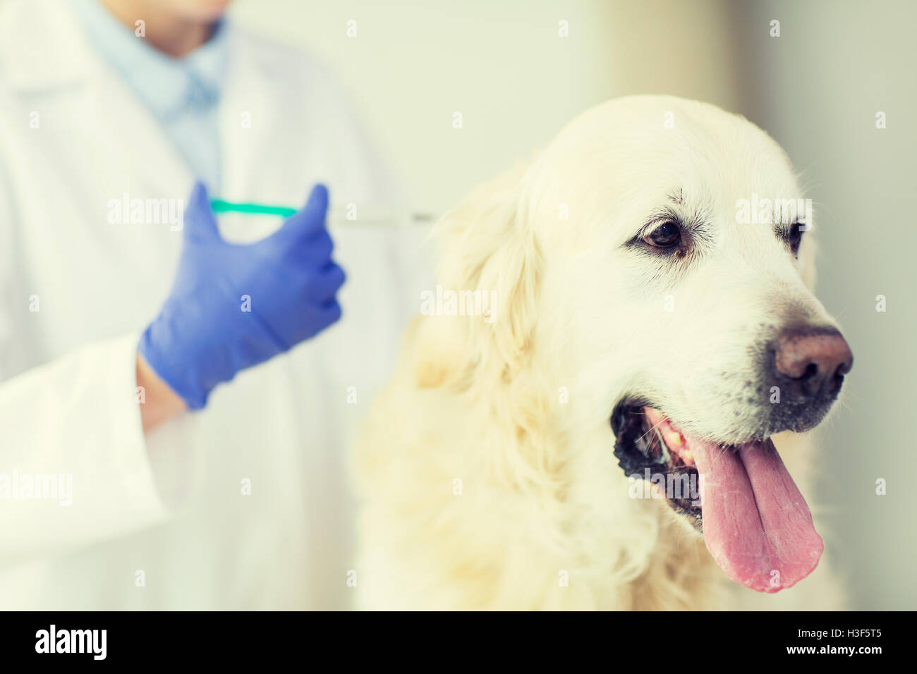 close up of vet making vaccine to dog at clinic Stock Photo