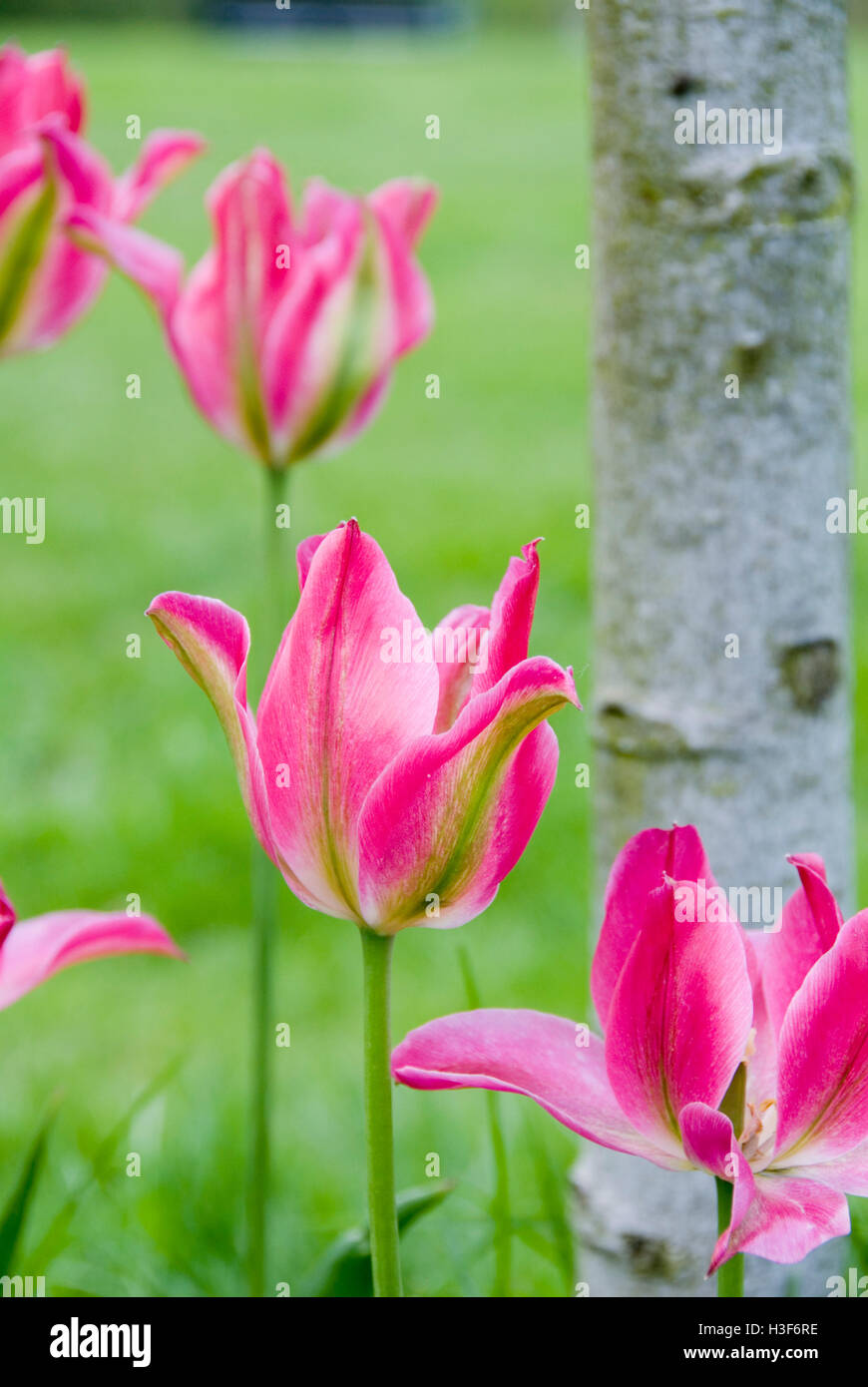 Sheffield in bloom hires stock photography and images Alamy