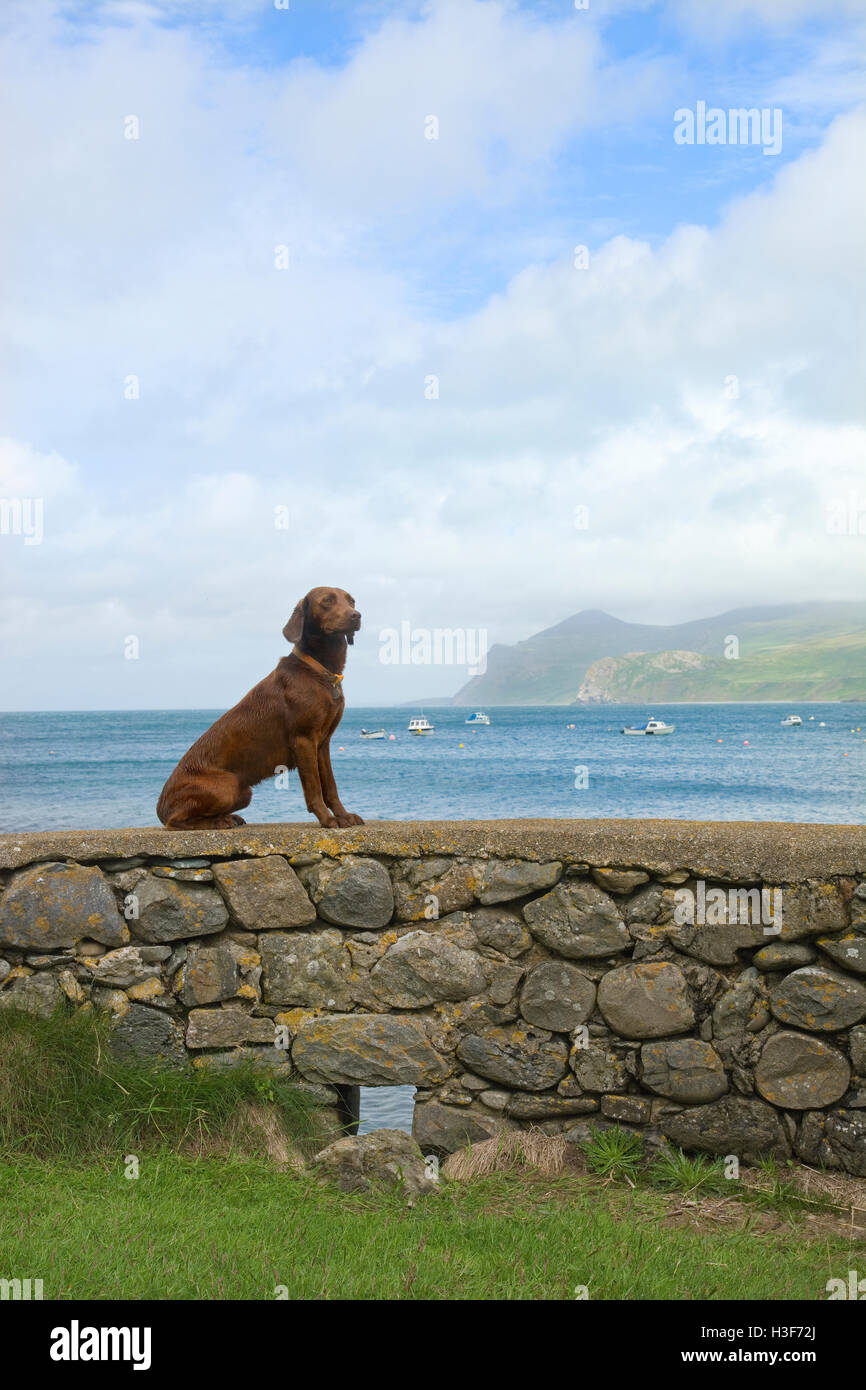 A brown Springer Labrador cross dog sitting on a wall in Nefyn, Llyn Peninsula, North Wales UK with sea and mountains behind. Stock Photo