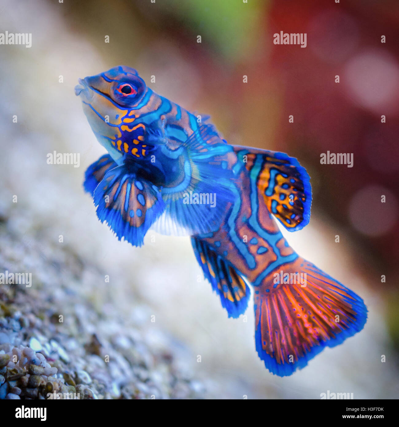 Just a beauty under all fishes - the blue star Stock Photo