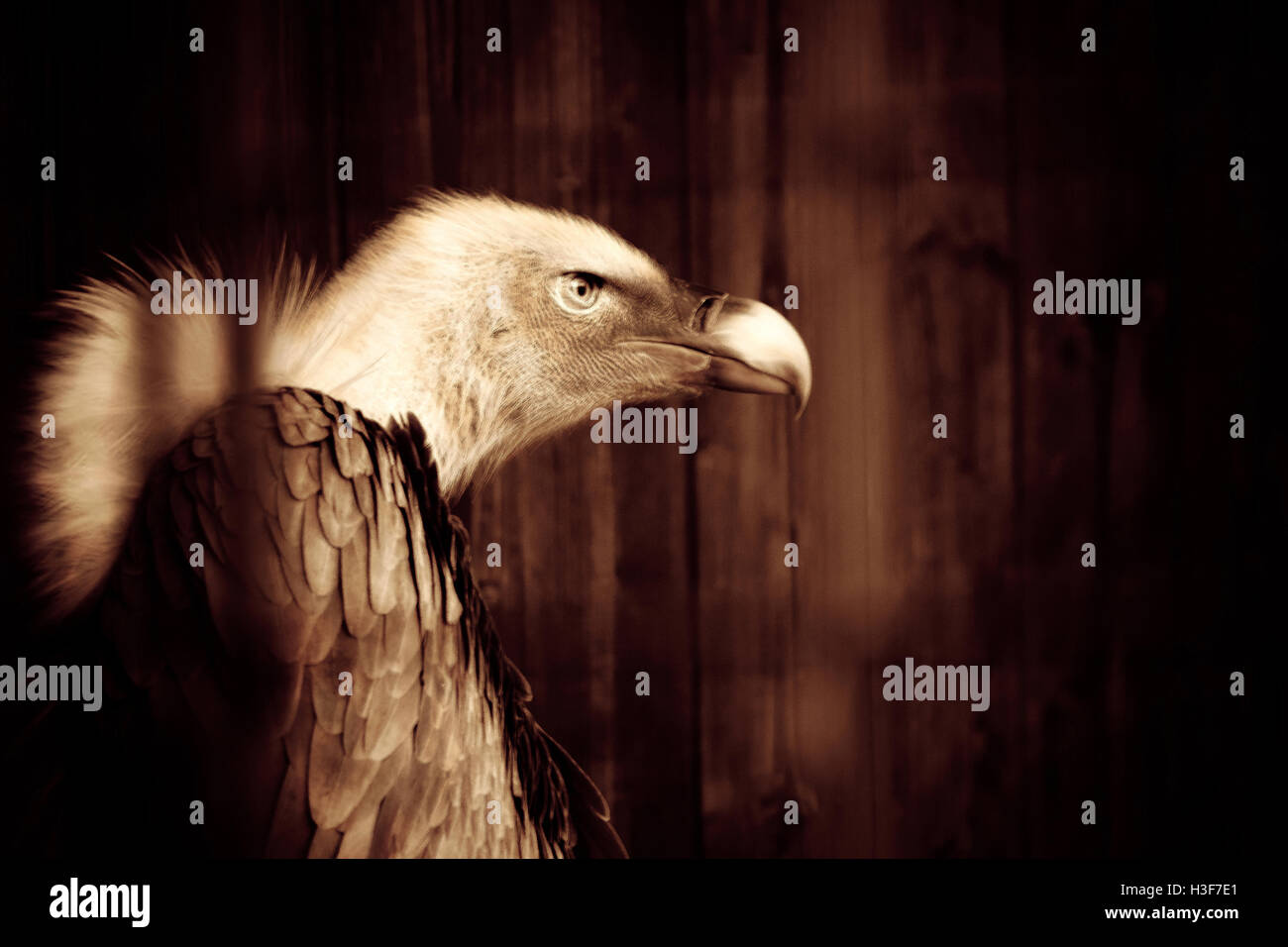 Convicted vulture artwork Stock Photo