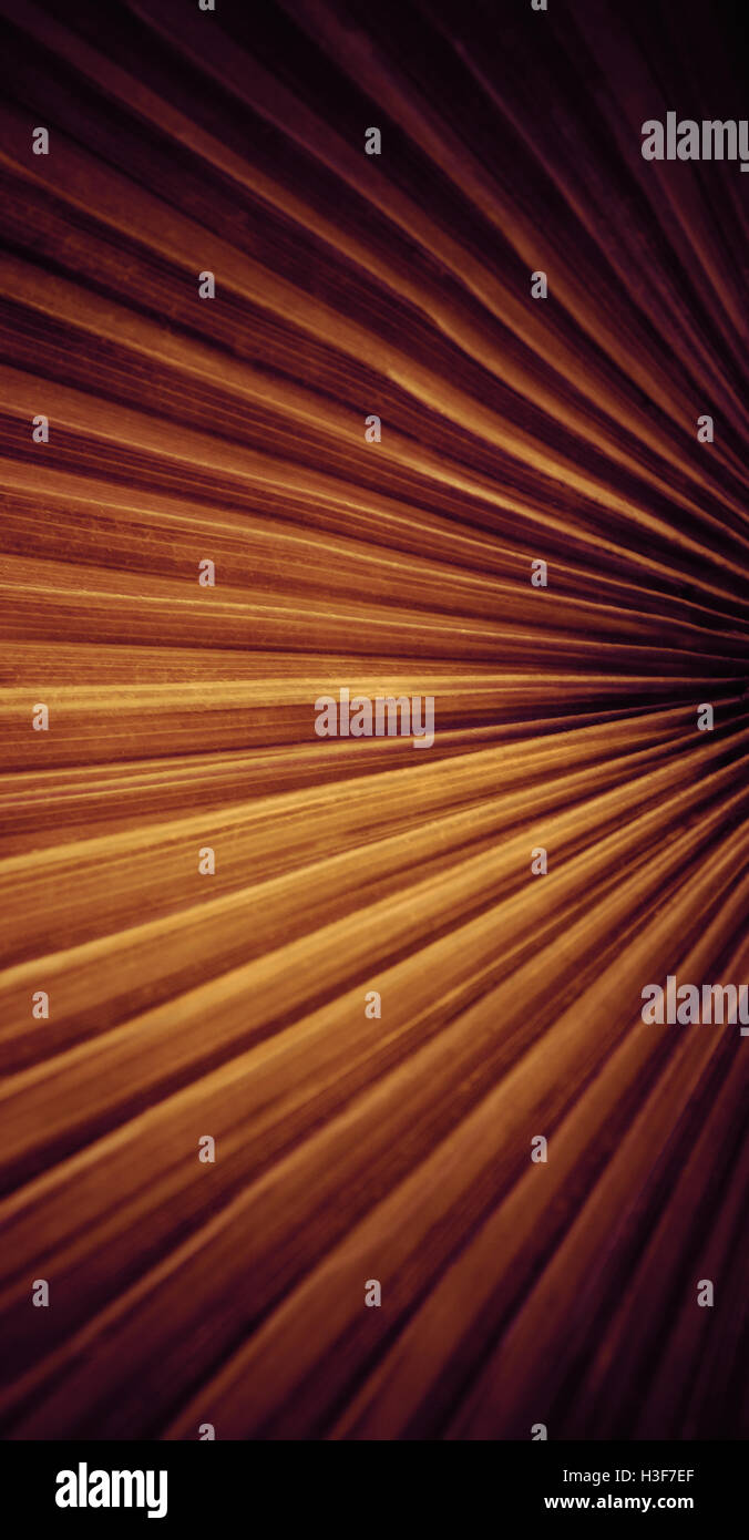 Abstract palm leaf artwork Stock Photo Alamy