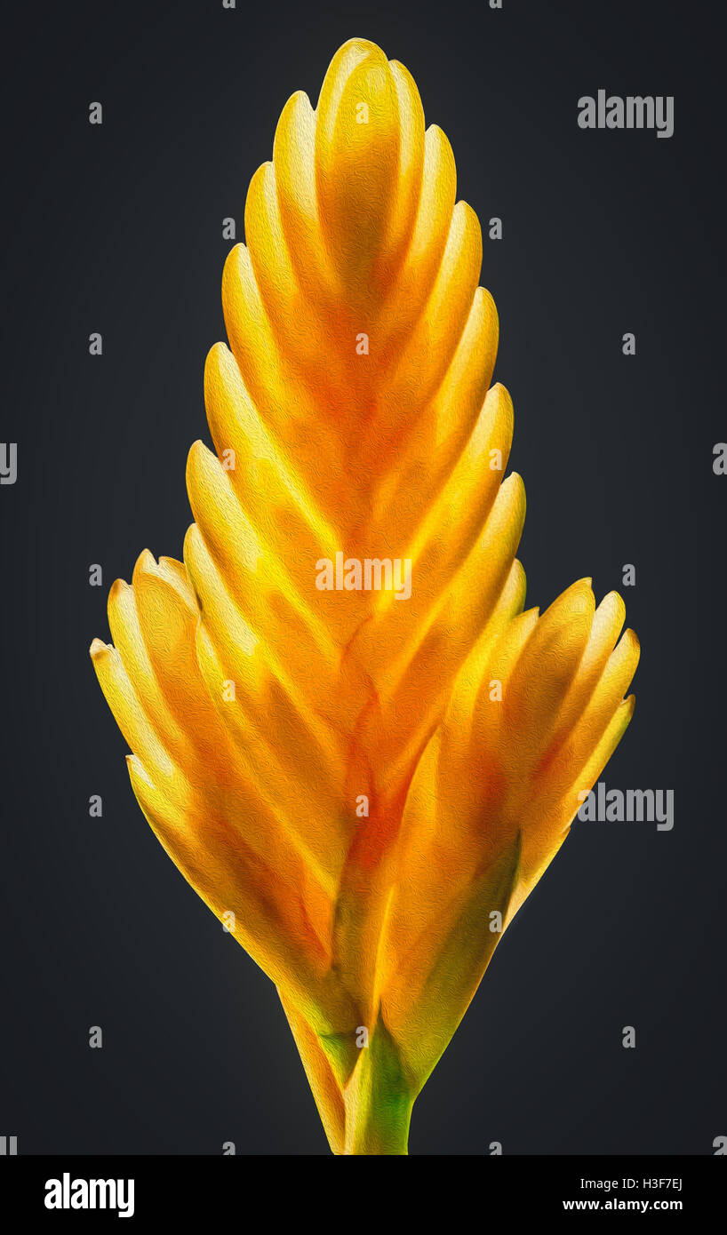 Feather plant artwork Stock Photo