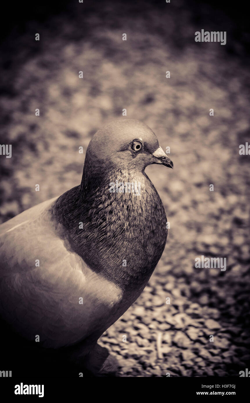 A beautiful pigeon model. Stock Photo