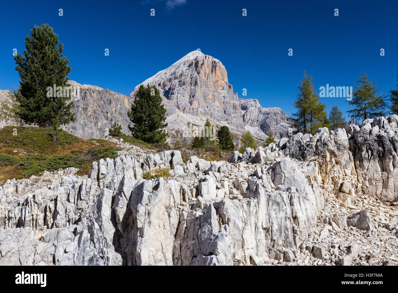 Limestone rocks, Pinus cembra and Larches trees, Tofana di Rozes mountain peak. Autumn in the Ampezzo Dolomites. Dolomiti. Italian Alps. Stock Photo