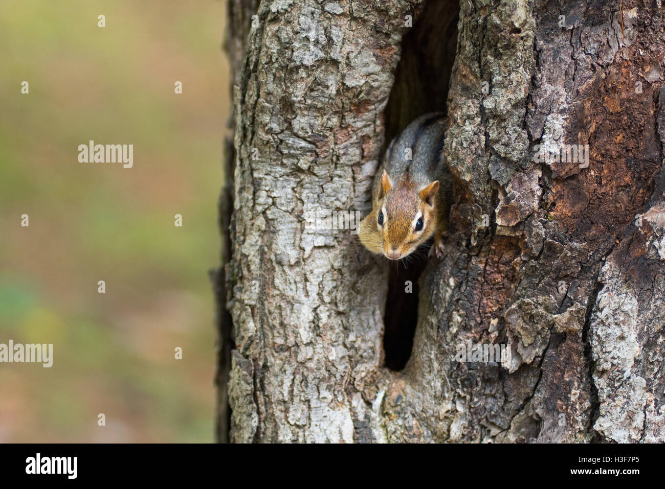 Eastern Chipmunk (Tamias) peeks out from his hiding hole in a tree. Stock Photo
